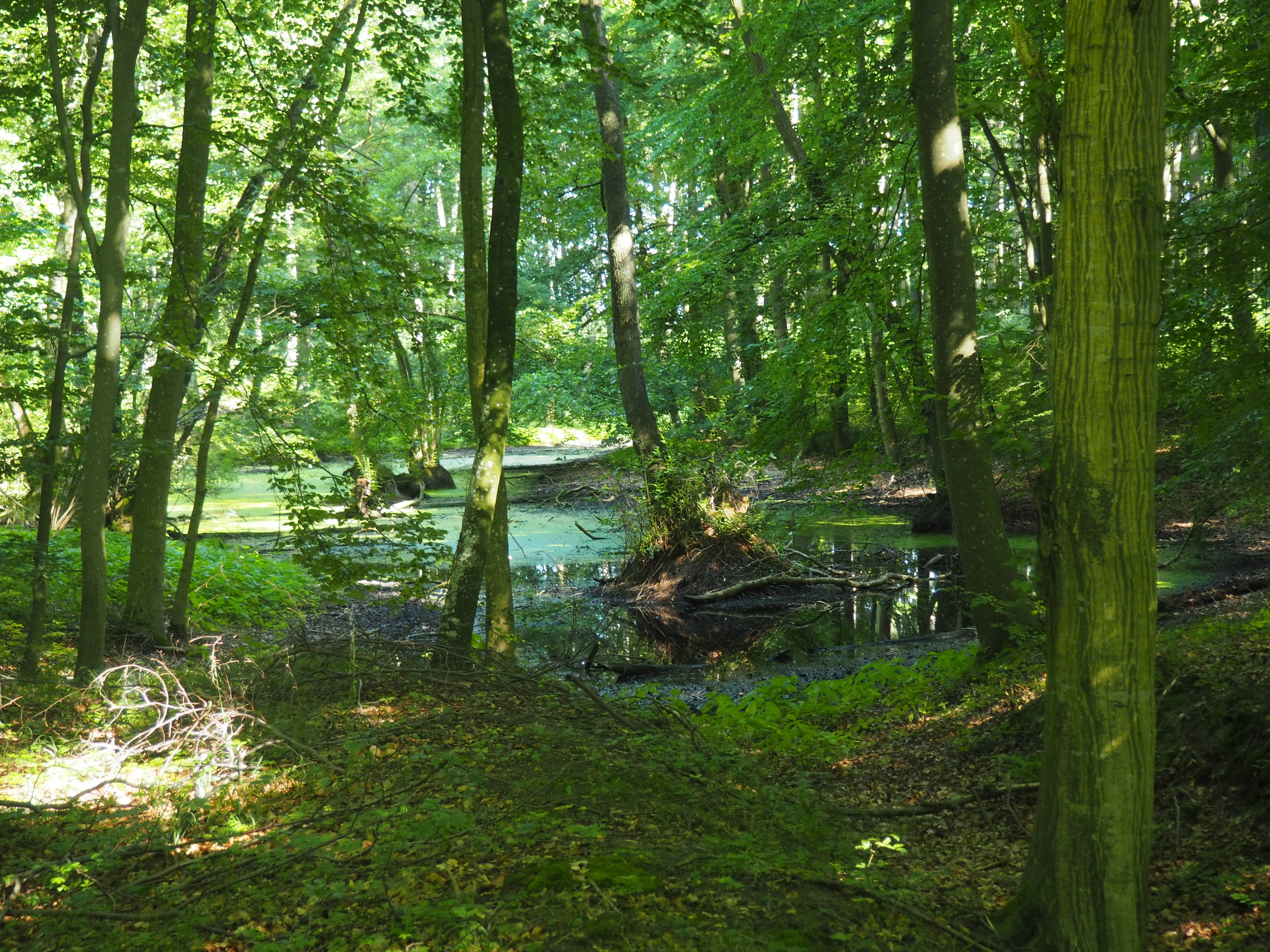 day, green color, tranquil scene, beech logs, woodland, outdoors, deciduous tree, trees, beech wood, 4K, non-urban scene, land, forest, beauty in nature, HD Wallpaper