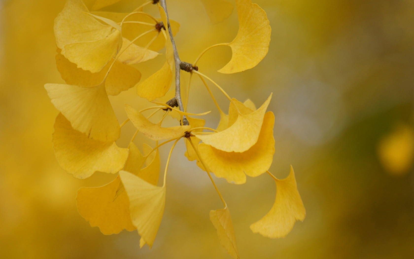 woodland, day, multi Colored, backgrounds, branch, bright, carved, gold Colored, brown, leaves, no People, lush Foliage, green Color, vulnerability, 720P, HD Wallpaper