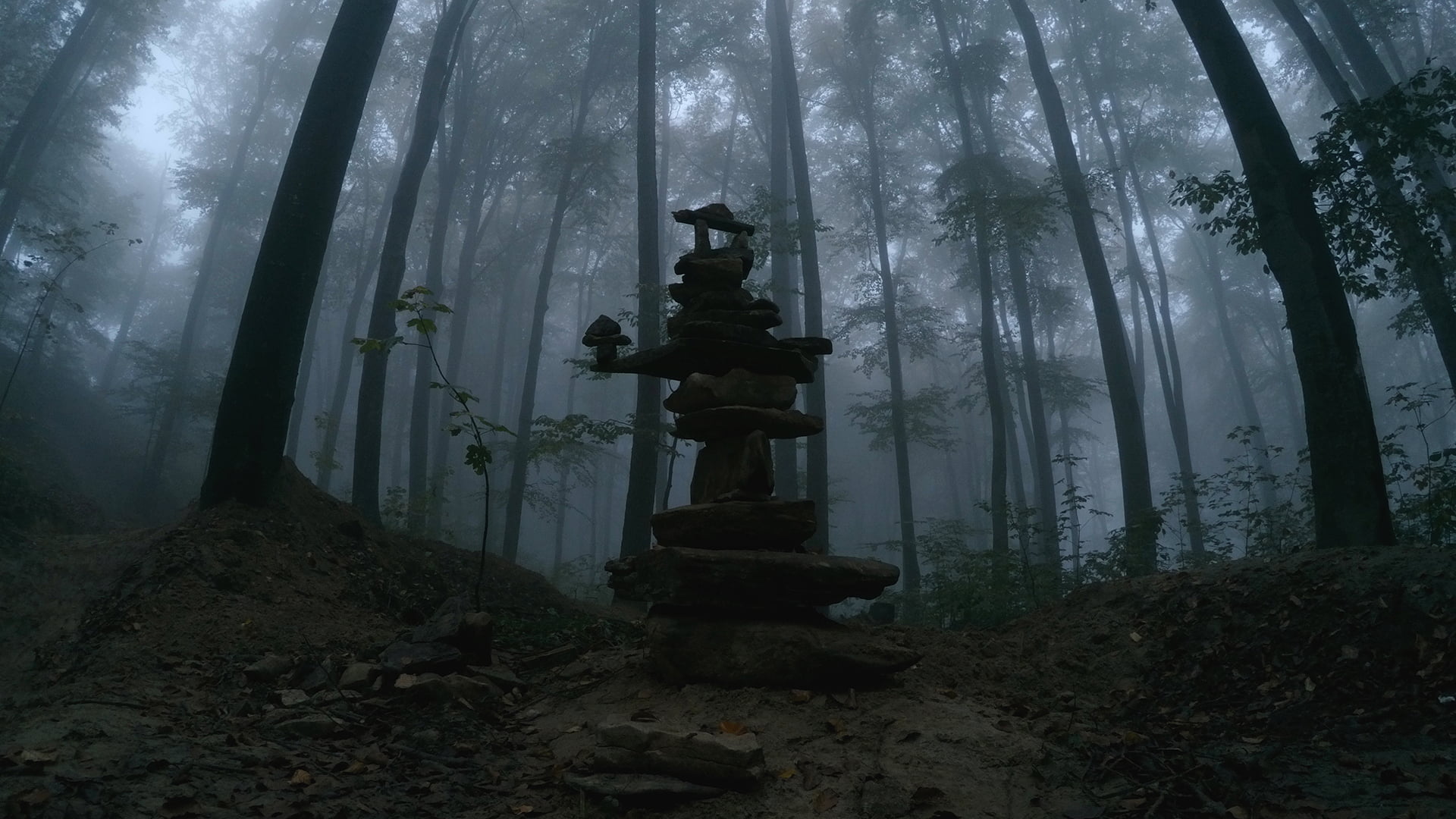dusk, trees, 1080P, mist, stones, beech, forest, nature, HD Wallpaper