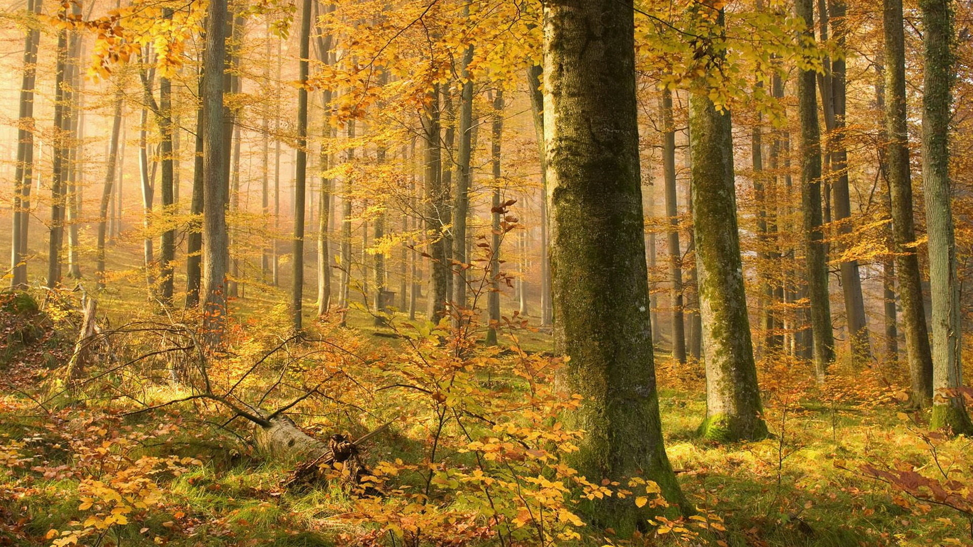 snags, yellow, coniferous tree, pine woodland, red, light - Natural Phenomenon, gold Colored, landscape, plant part, fog, season, color Image, environment, HD Wallpaper