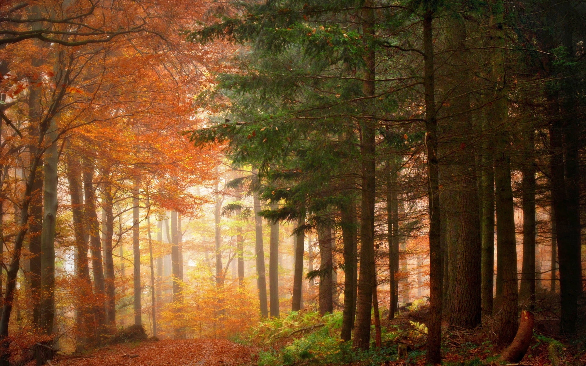 beauty In Nature, day, no People, photography, sun, orange Color, light - Natural Phenomenon, lush Foliage, yellow, tree, vibrant Color, gold Colored, landscape, HD Wallpaper