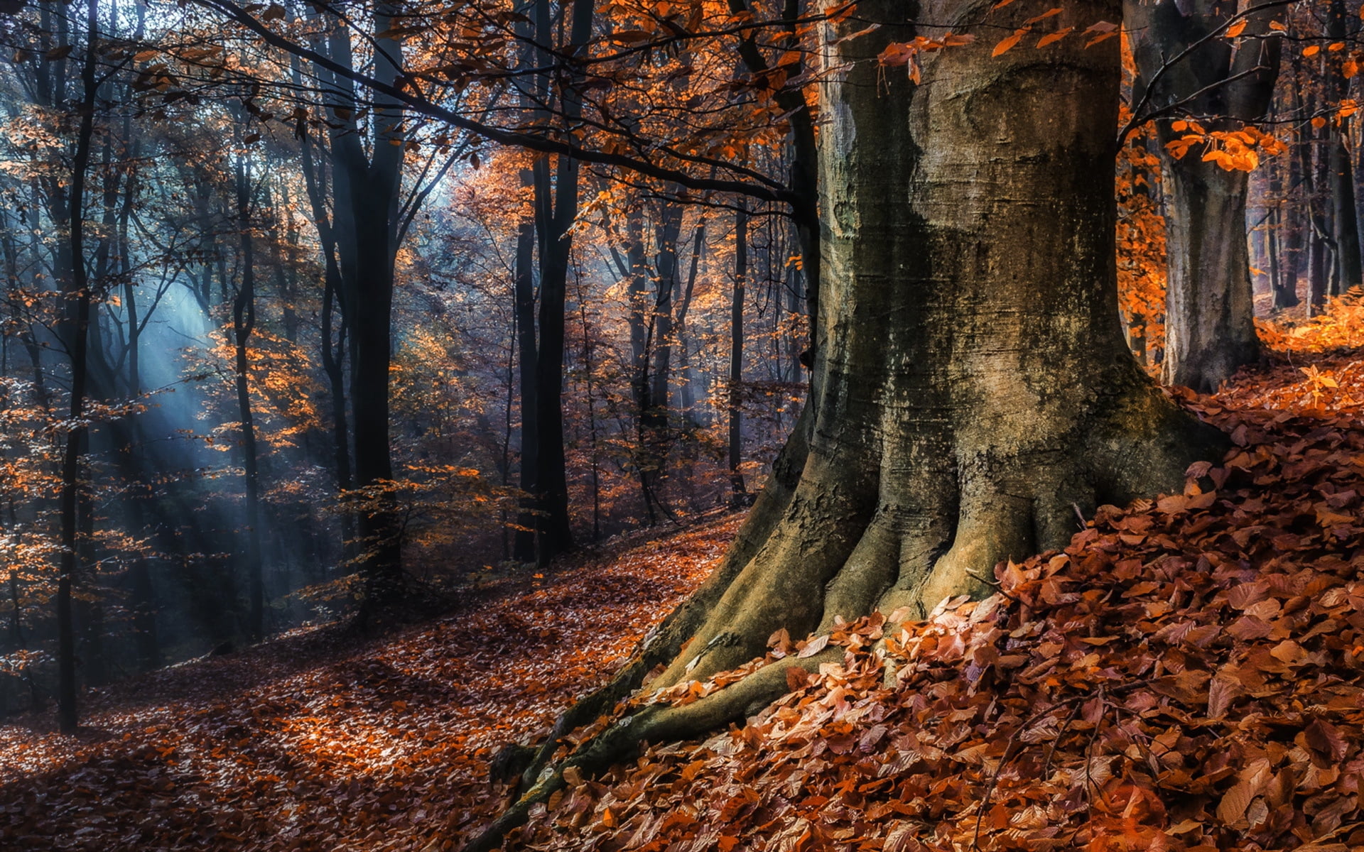 nature, autumn collection, forest, light - Natural Phenomenon, season, bright, color Image, environment, sunbeam, red, branch, trunk, brown, autumn, foliage, HD Wallpaper