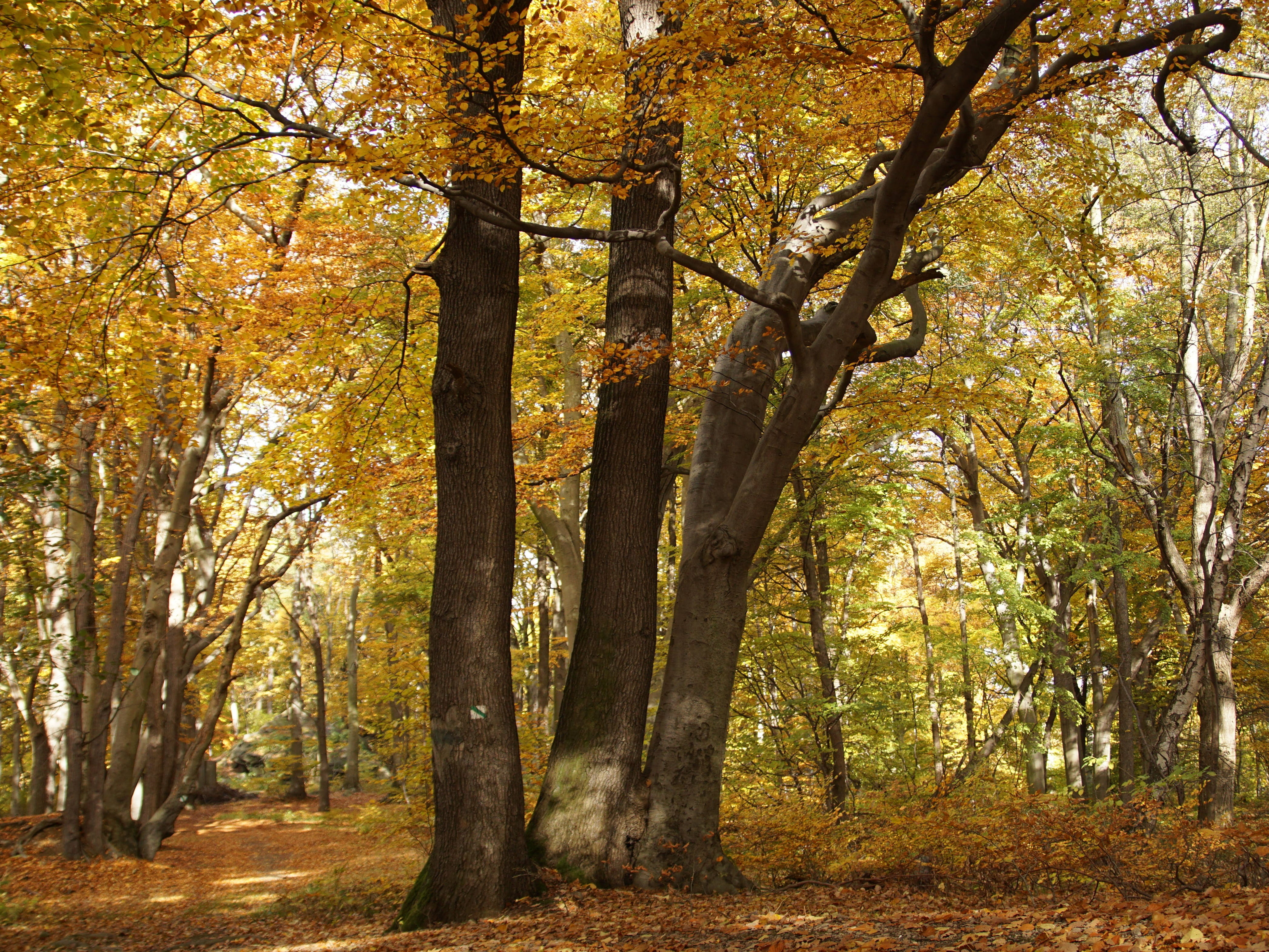 outdoors, growth, land, fall, 4K, beauty in nature, beech, tree trunk, plant, the ore mountains, non-urban scene, beech forest, nature, crooked forest, HD Wallpaper
