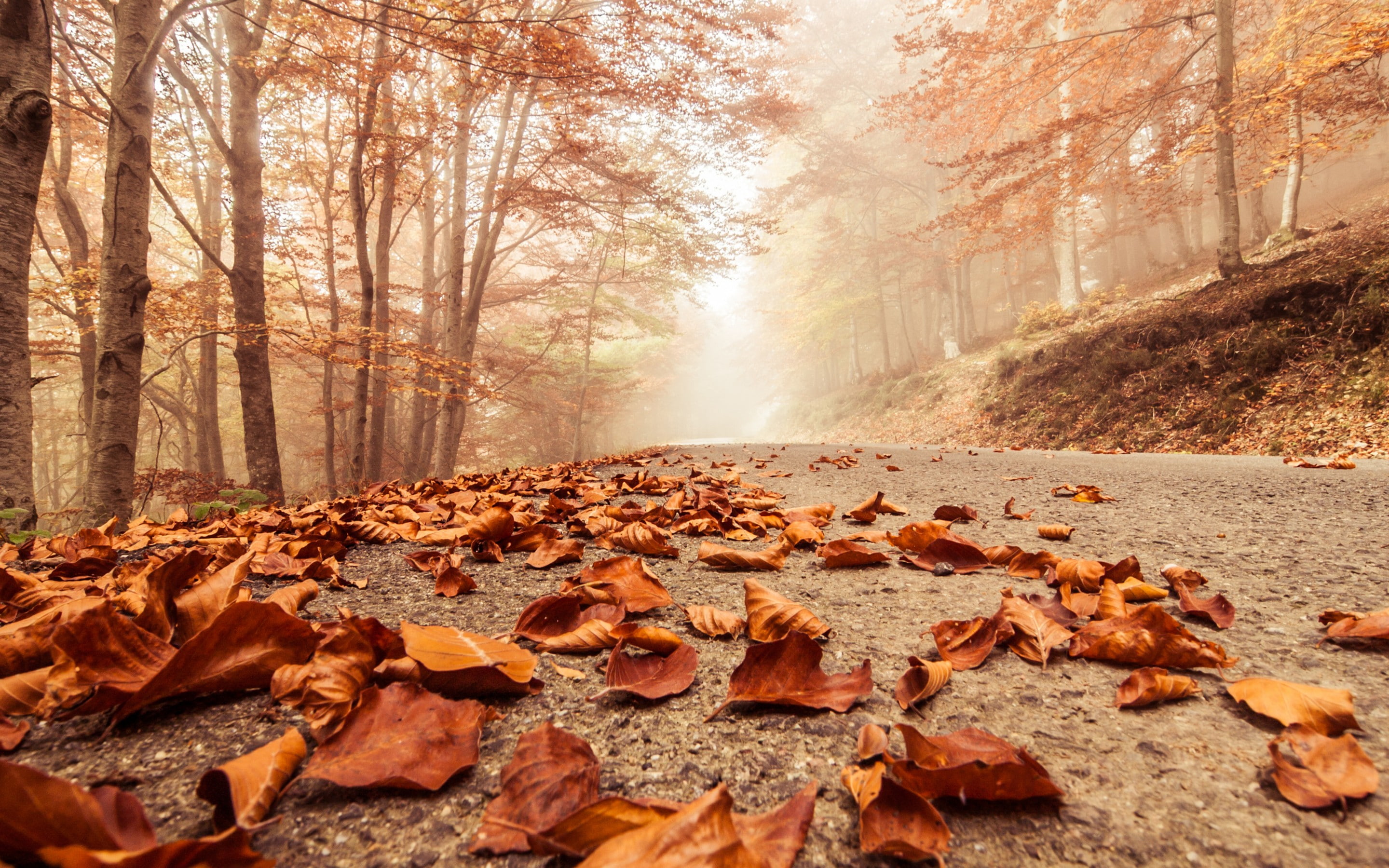 nature, 2K, landscape, deciduous, leaves, misty, foggy, autumn, forest, road, beech, trees, macro, HD Wallpaper