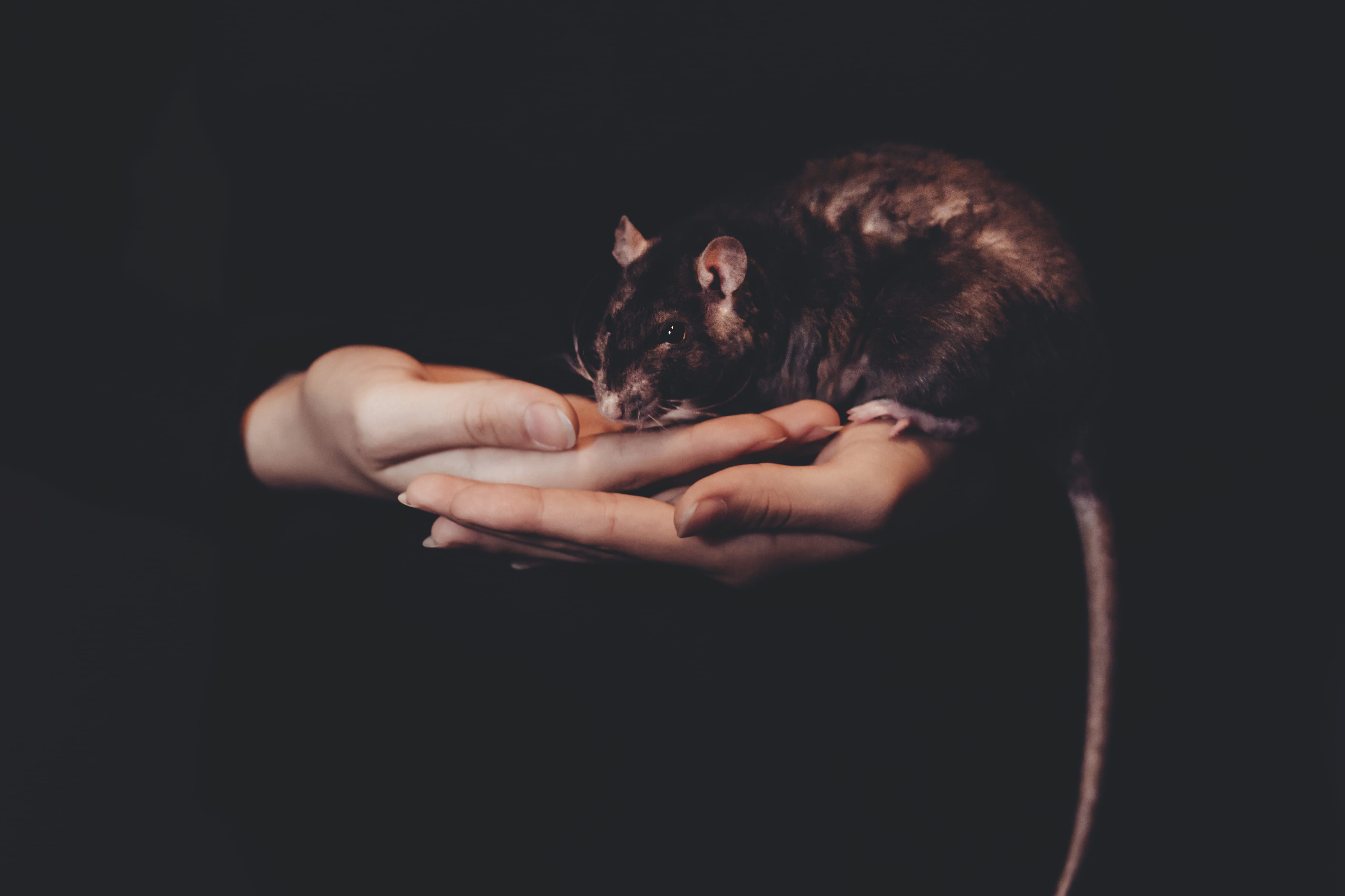 whisker, brown rat, pets, black Background, human Hand, rat, holding, hairstyle, black and brown, mammal, one man only, adults only, adult, domestic cat, HD Wallpaper