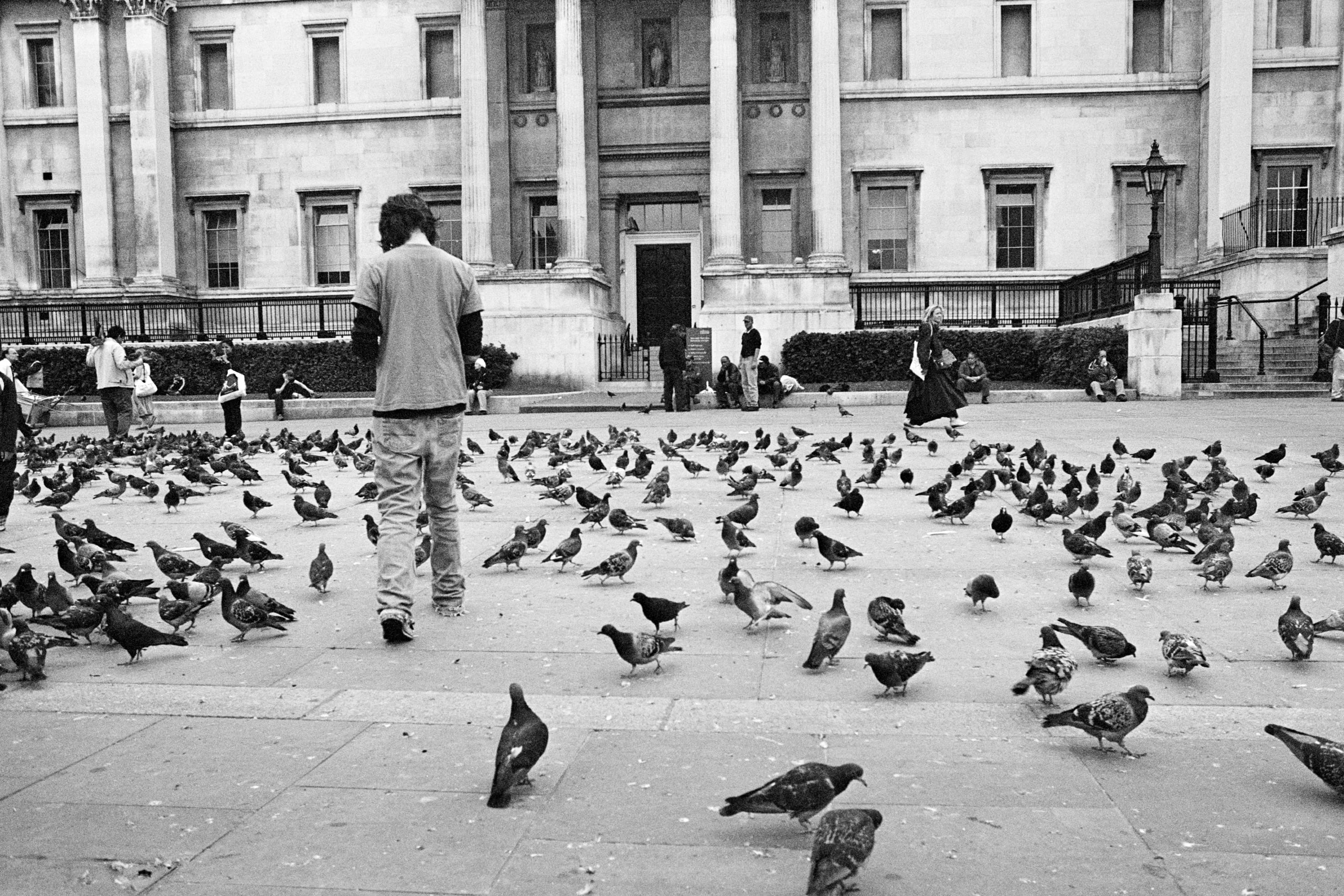 asphalt, photo, flock of birds, built structure, person, group of animals, architecture, campus, day, real people, pigeons, animal, men, animal wildlife, HD Wallpaper