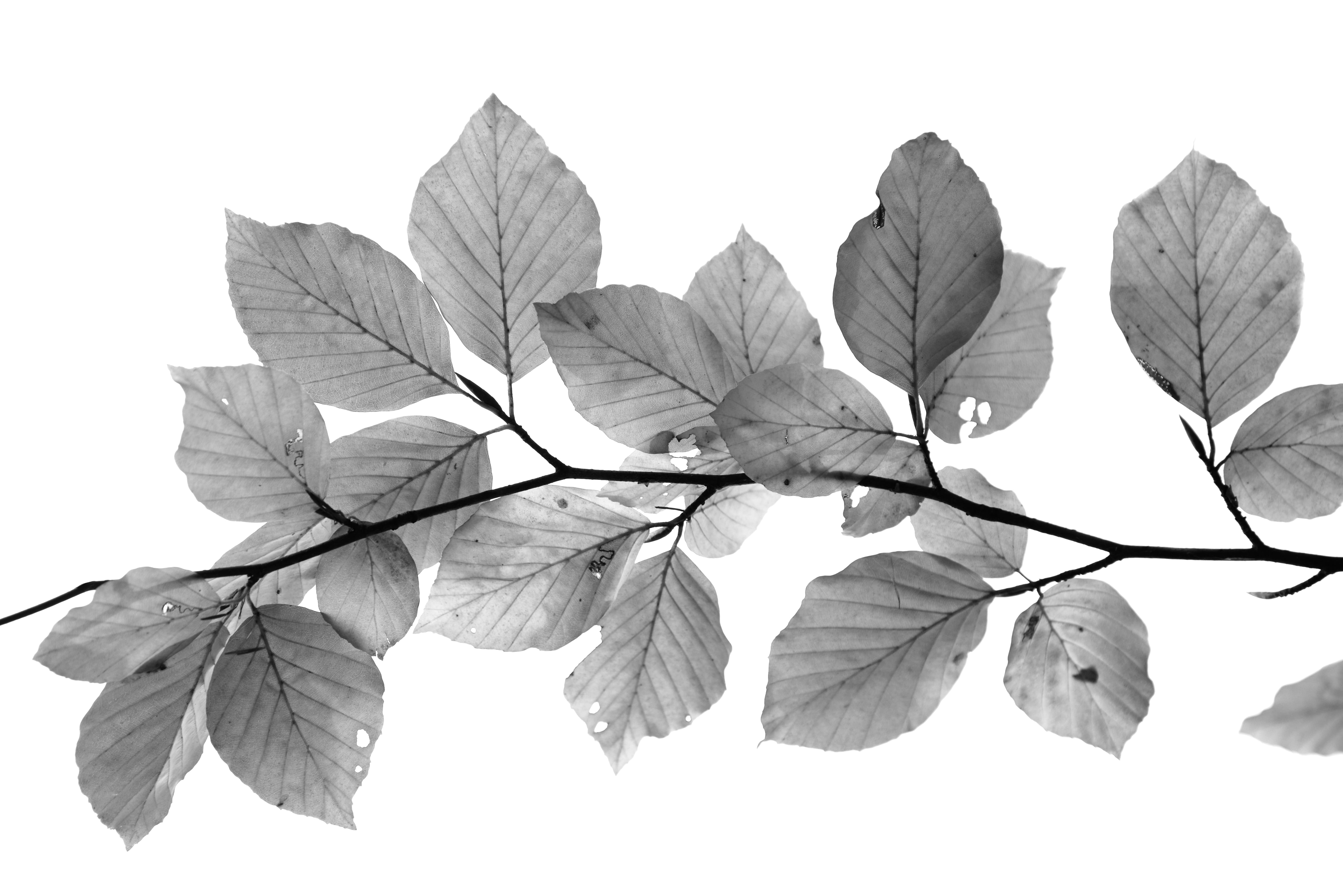 white background, flower, flowering plant, leaf, black and white, flower head, leaves, natural condition, botany, no people, plant part, plant, beauty in nature, HD Wallpaper
