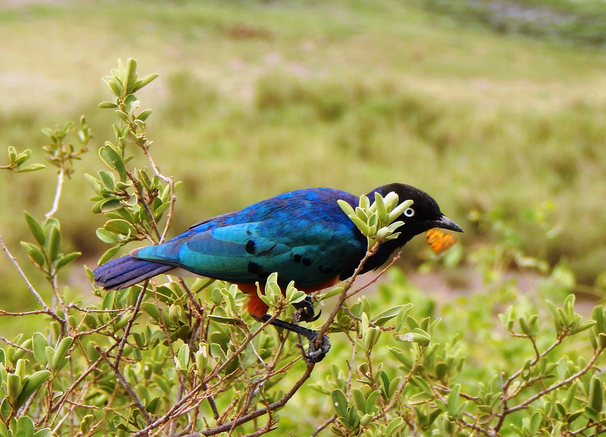 close-up, songbird, exotic, perched, beauty in nature, feathers, grass, vertebrate, side view, cute, blue, park, avian, food, animal wildlife, ornithology, HD Wallpaper
