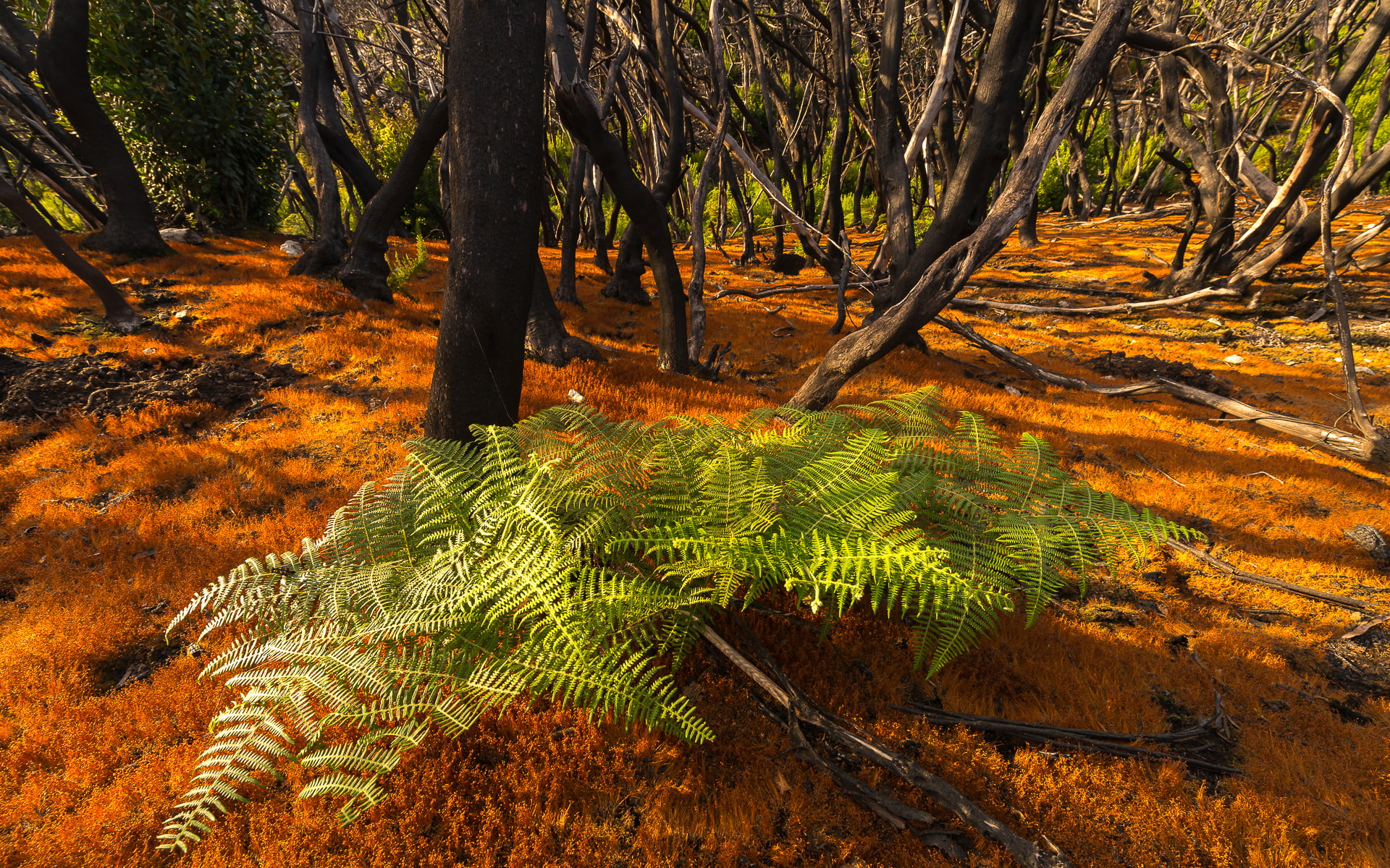 nature, 1080P, forest, dappled sunlight, orange, trees, ferns, HD Wallpaper