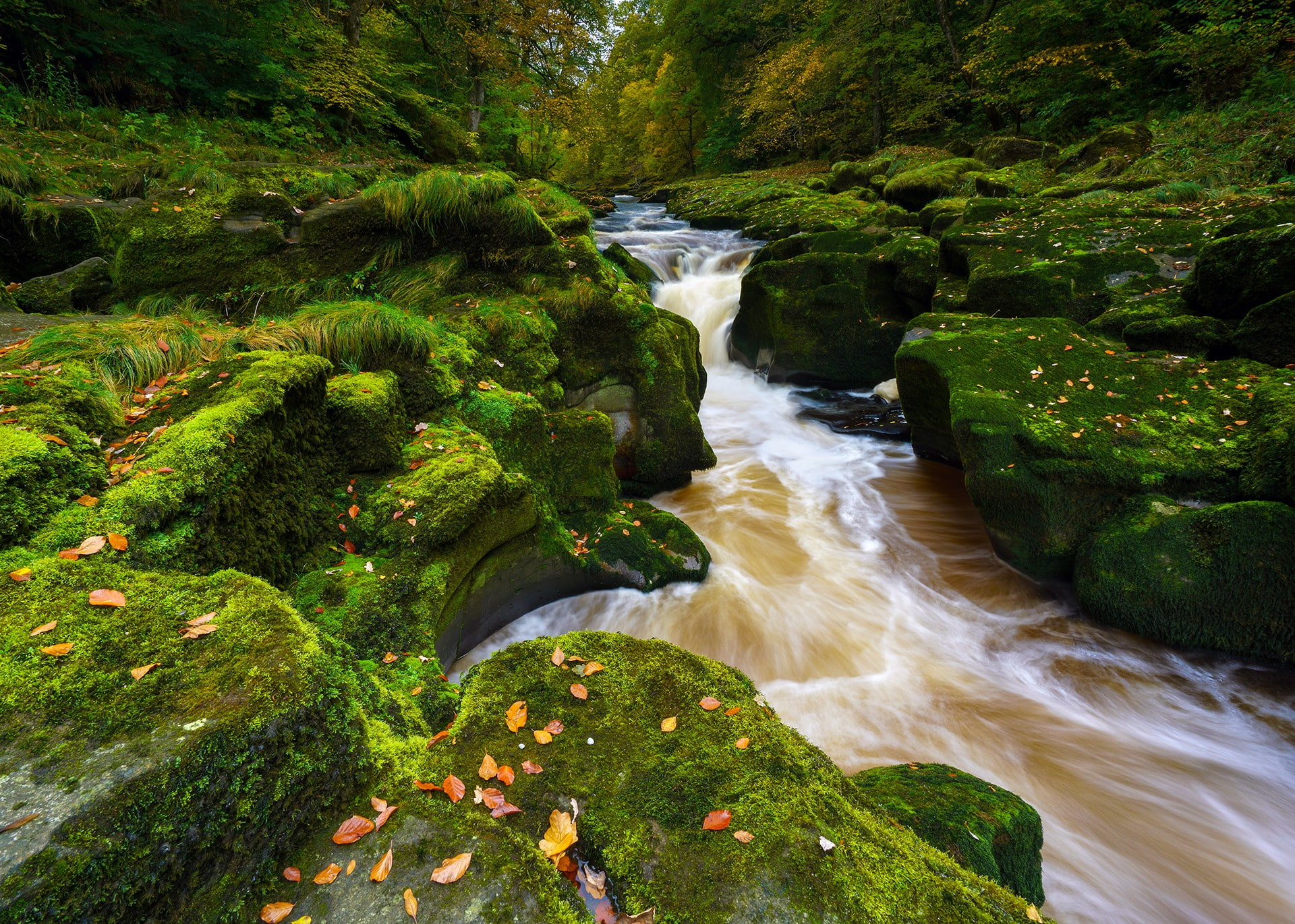 nature, green, stream, river, 1080P, fall, forest, rocks, moss, HD Wallpaper
