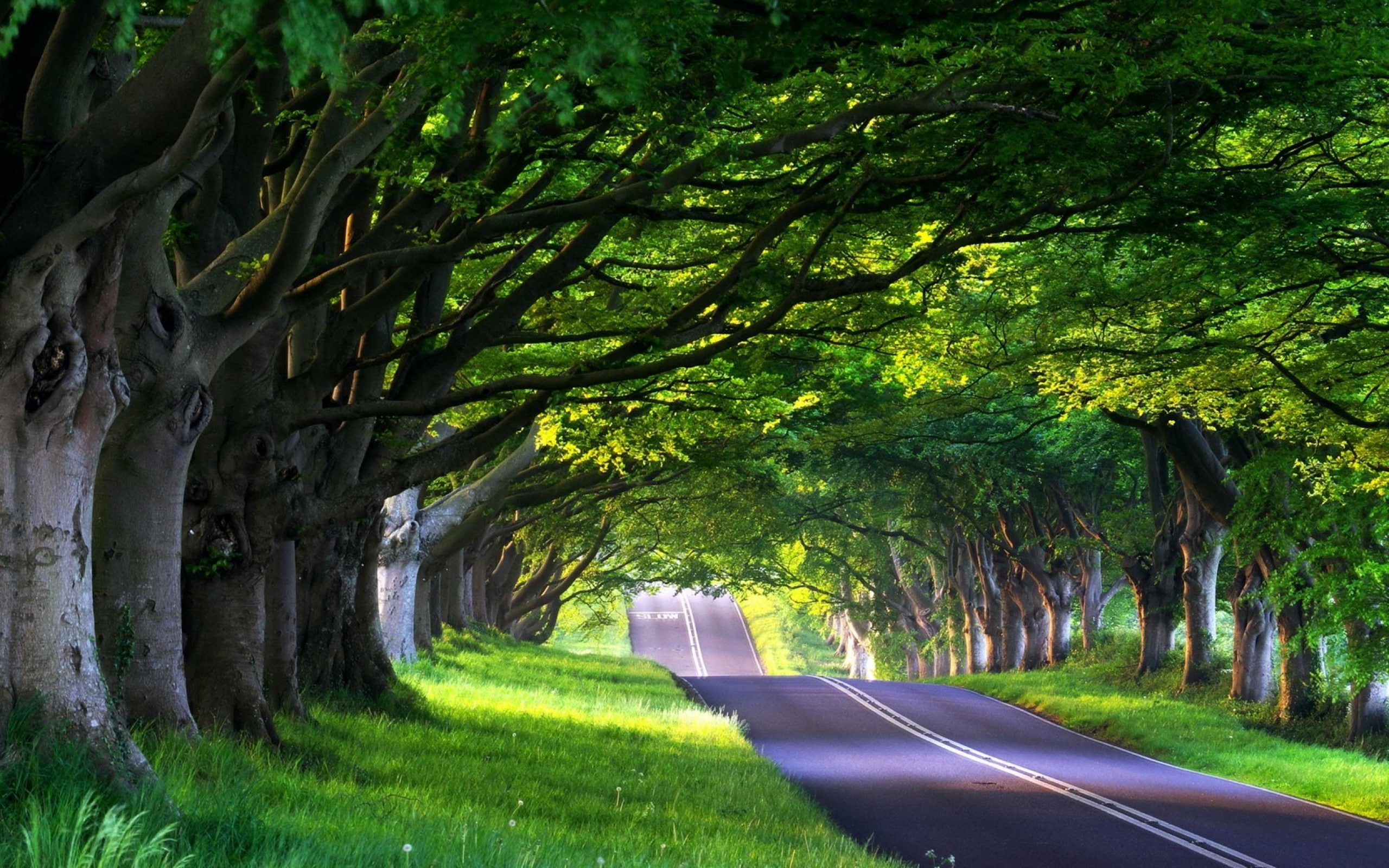 tree trunk, plant, the way forward, trunk, green, 2K, day, sunlight, transportation, trees, photography, treelined, road, dappled sunlight, tranquility, HD Wallpaper