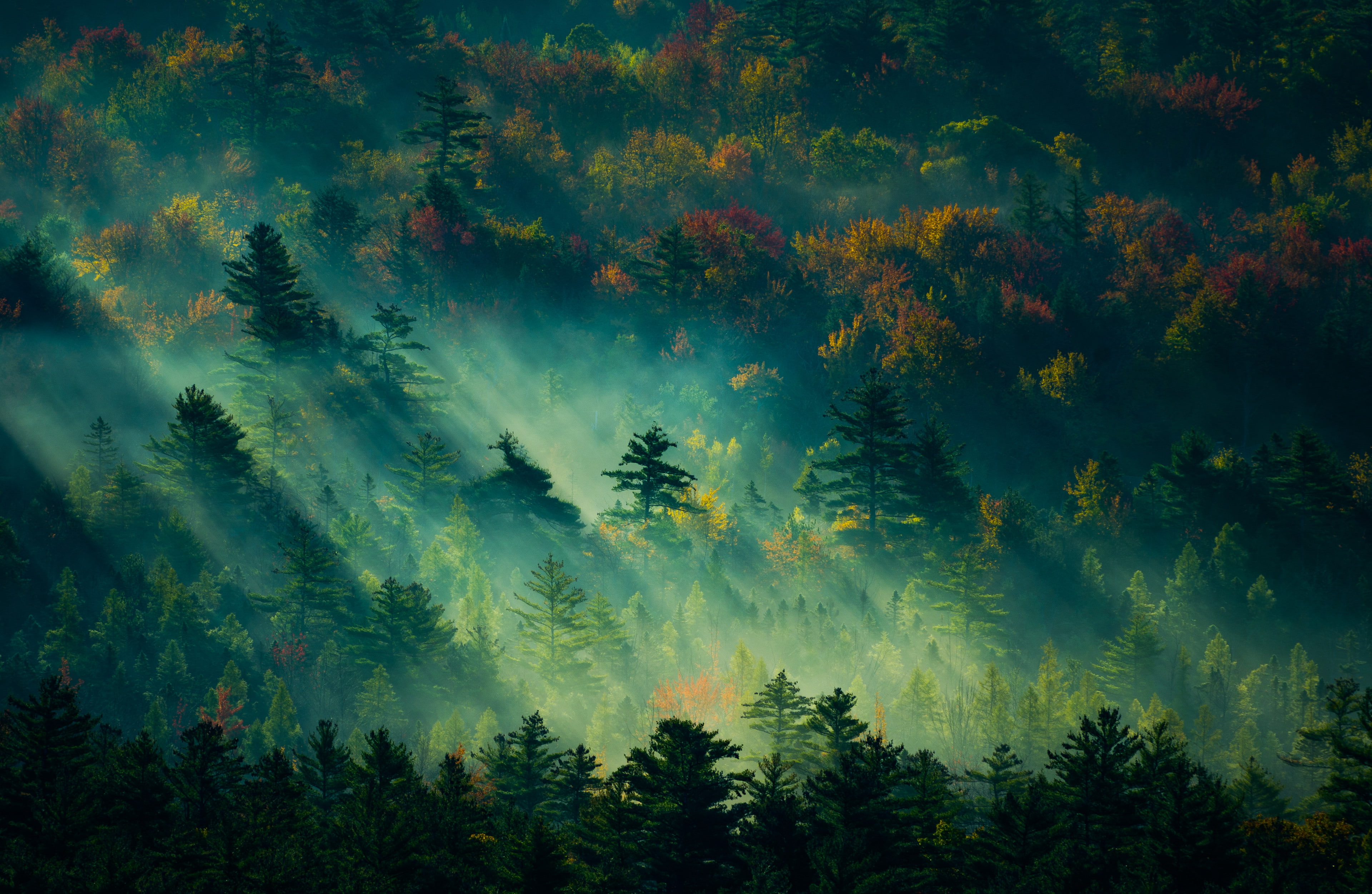 4K, USA, sunbeams, New Hampshire, sunlight, trees, forest, fall, mist, nature, landscape, dappled sunlight, HD Wallpaper
