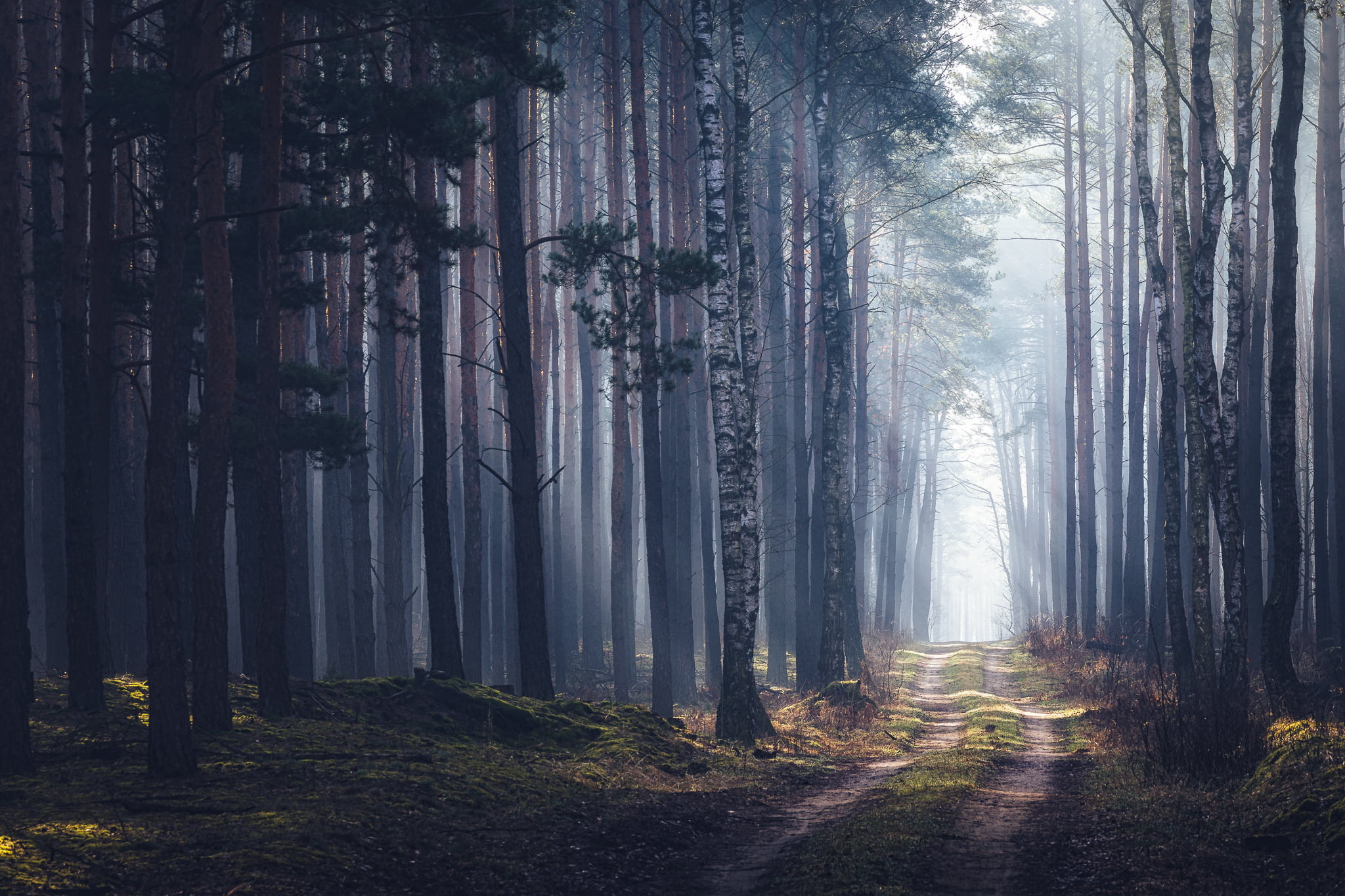 forest, photography, Michał Tomczak, 1080P, trees, dappled sunlight, path, outdoors, landscape, nature, HD Wallpaper