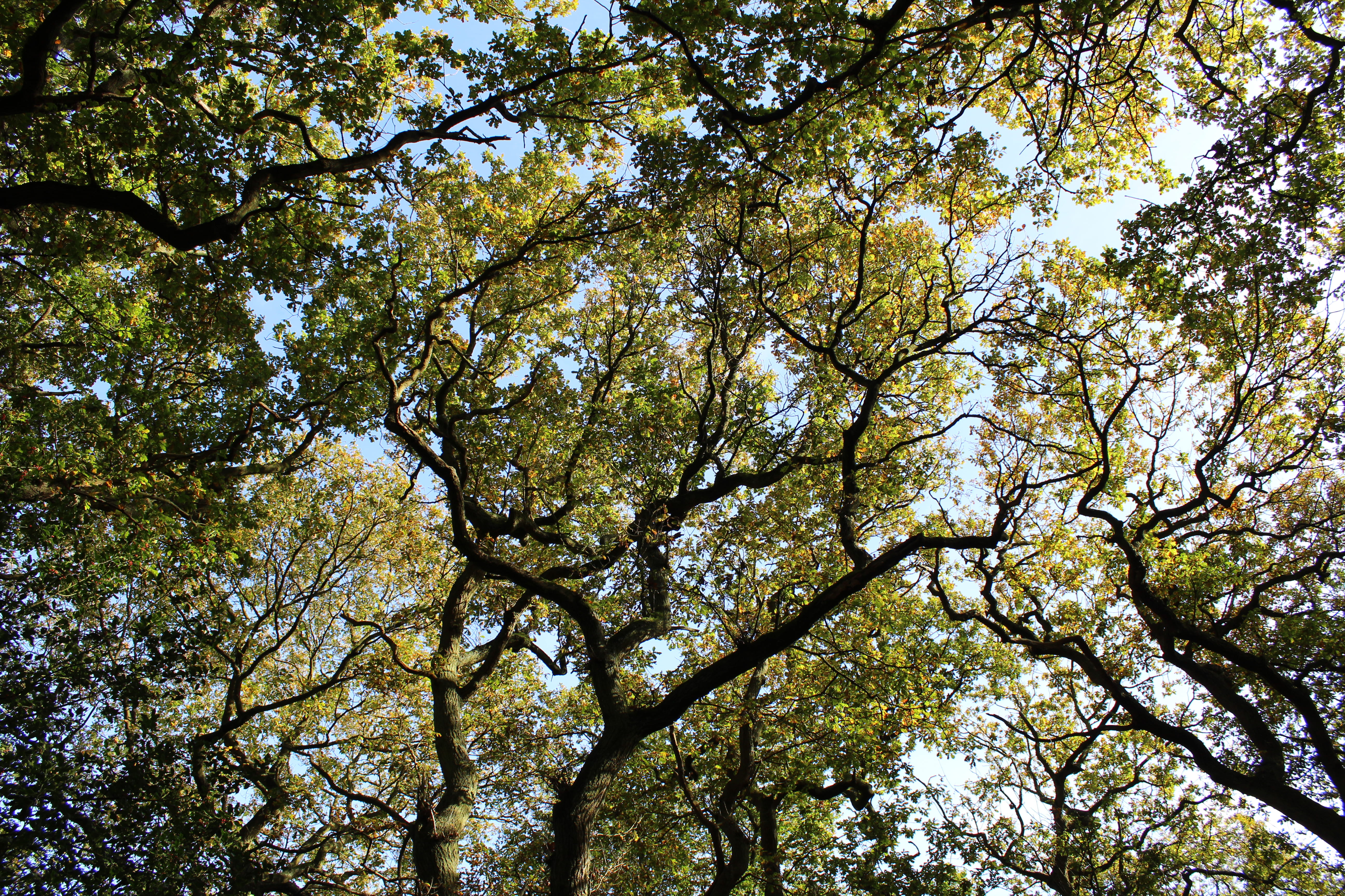 rural, plant, forest, wood, growth, charnwood, no people, looking up, united kingdom, trunk, land, branch, tranquility, sun, canopy, tree canopy, nature, HD Wallpaper