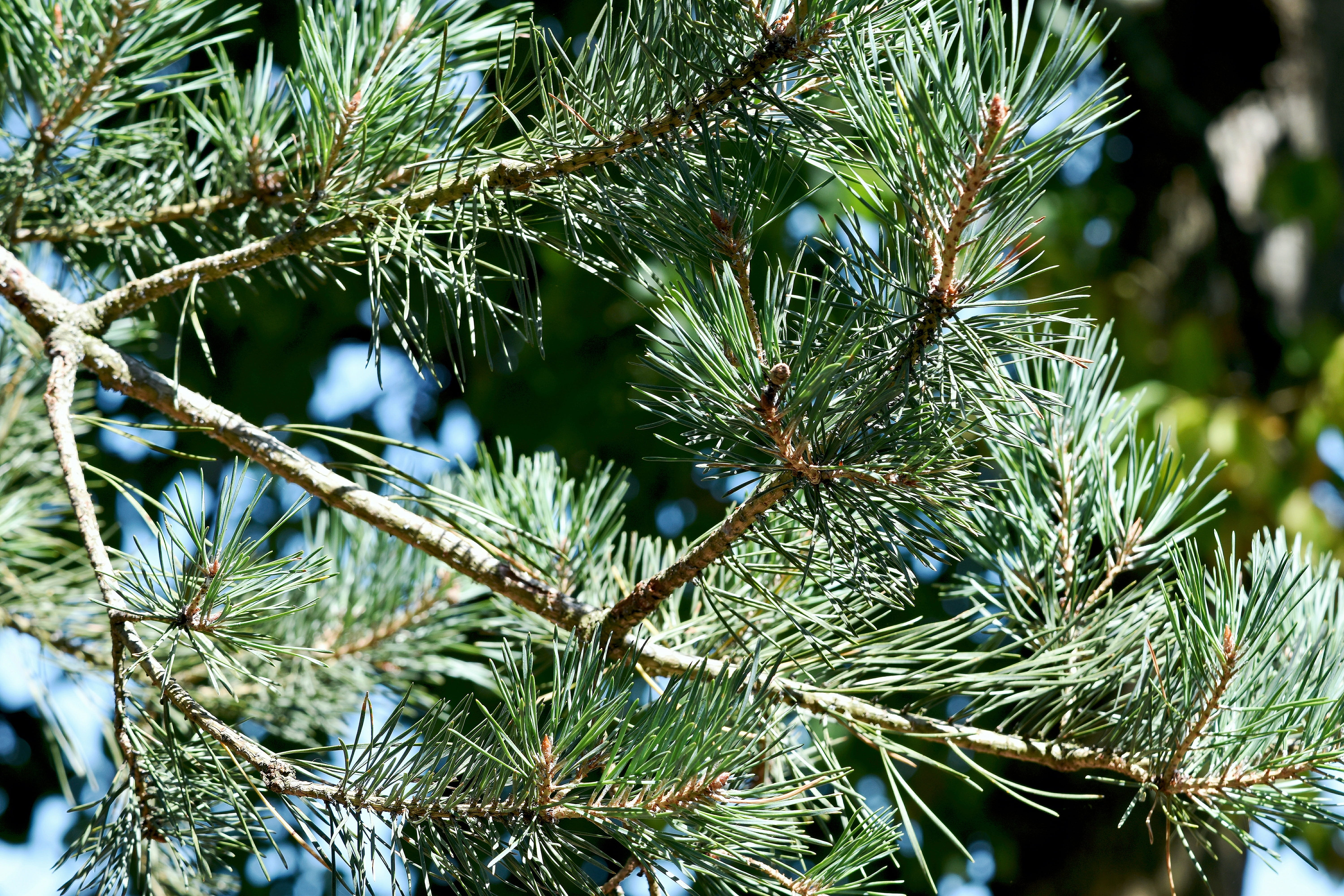 tranquility, beauty in nature, pine tree, 5K, pine needles, trees, nature, spiky, needle - plant part, tree, winter, sunlight, dappled, outdoors, green color, HD Wallpaper