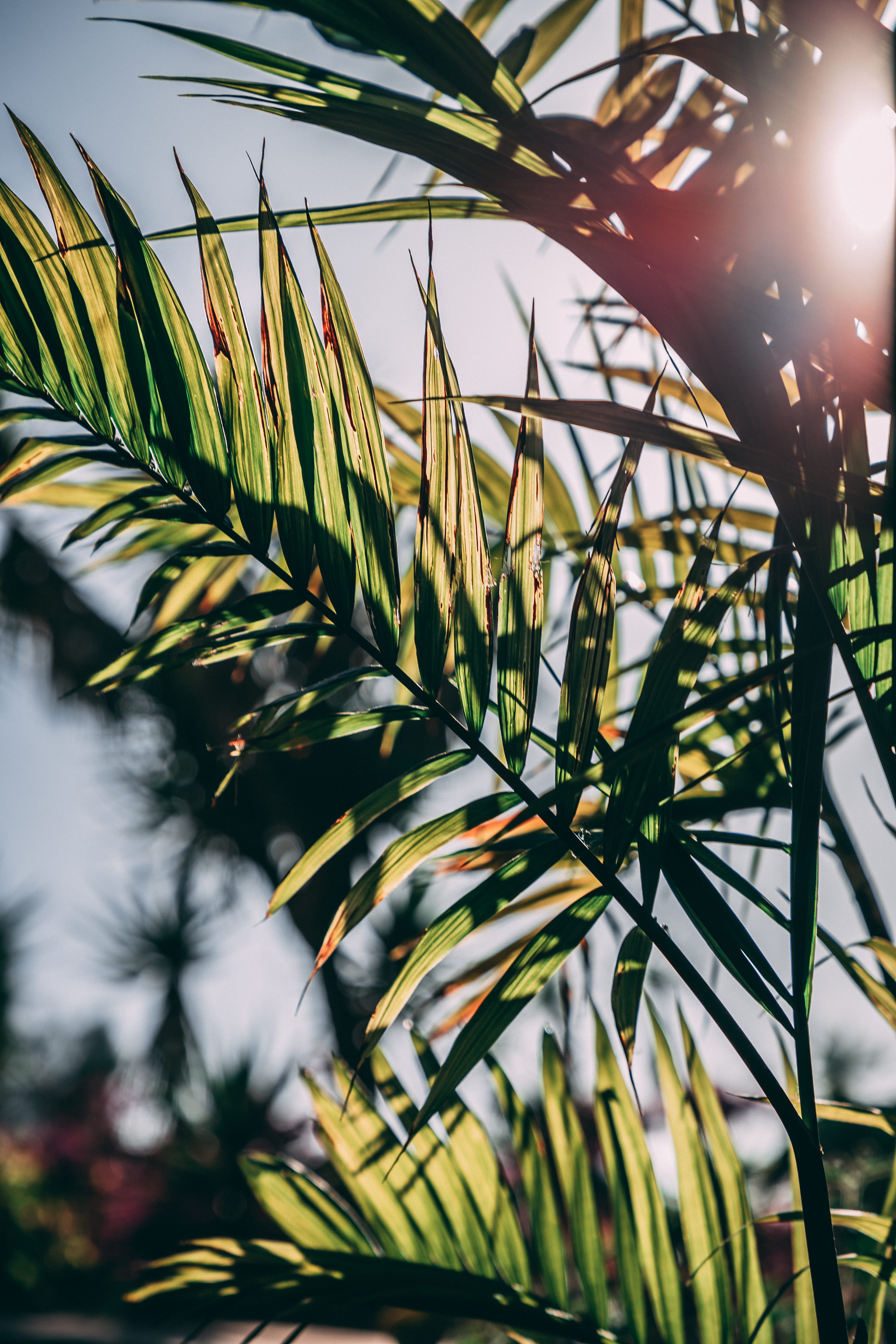 freshness, sunny, forest, palm, frond, sky, palm leaf, mood, vibe, plant part, blade of grass, photography, life, foliage, dappled, outdoors, 5K, tranquility, Phone HD Wallpaper