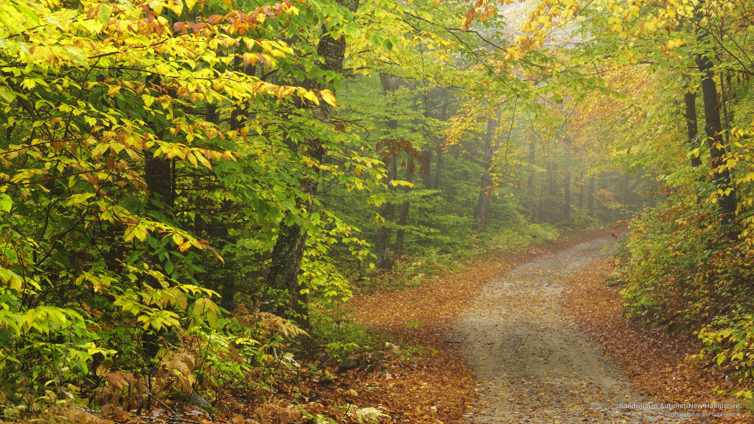 new, sandwich, autumn, Fall, hampshire, 2K, HD Wallpaper