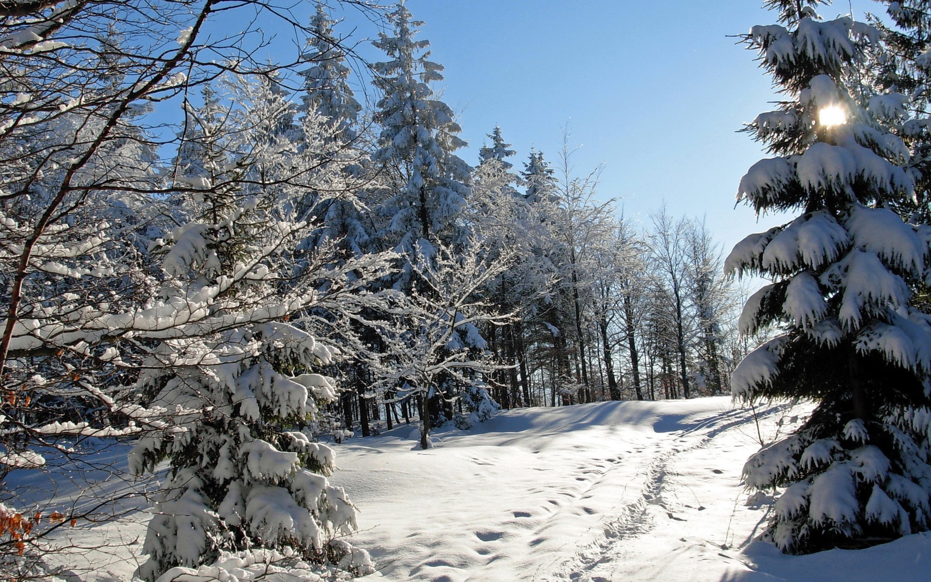 Trees, Thick, Winter, Spruce, Snow, 1080P, HD Wallpaper