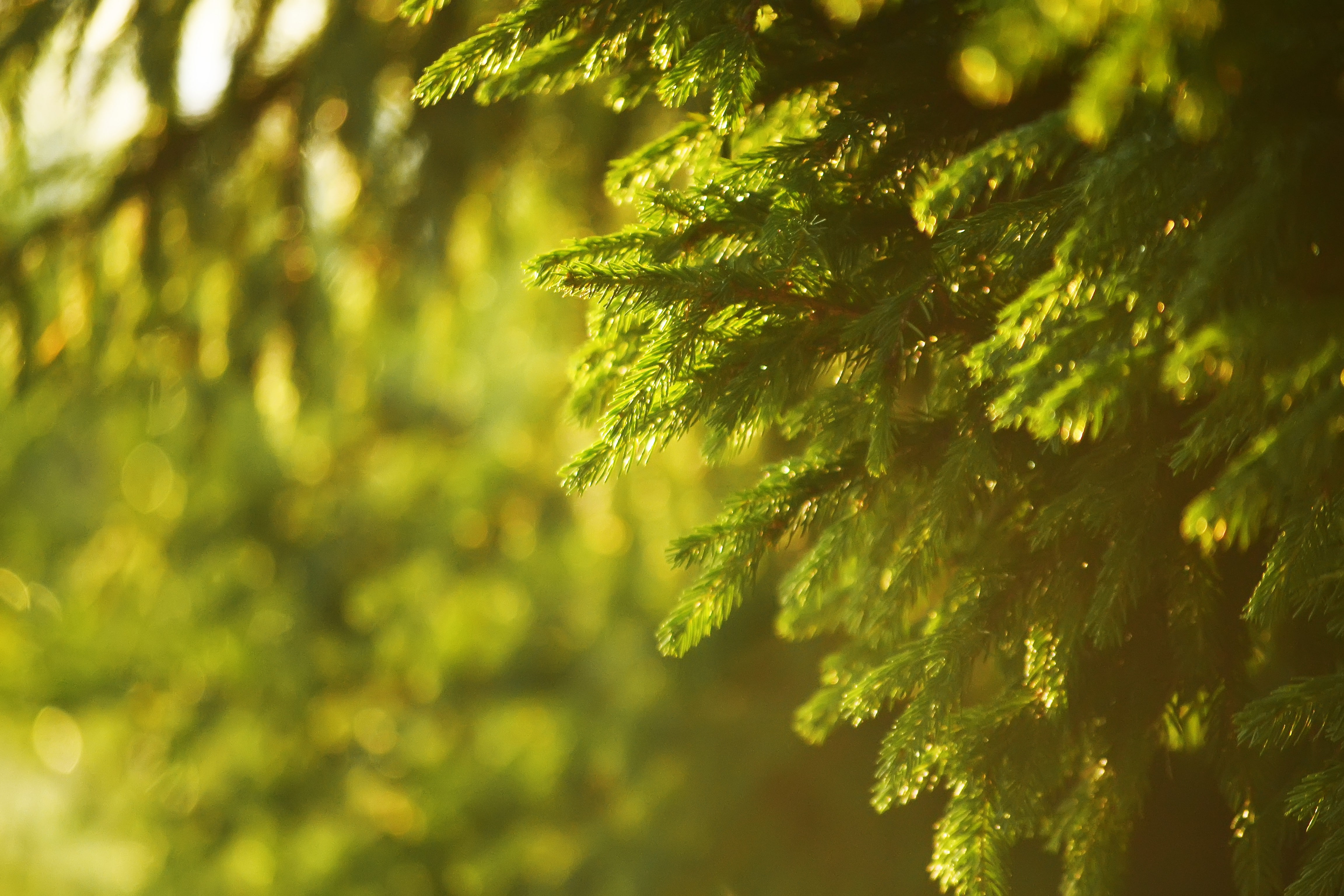 rays, sun, Nature, 4K, spruce, summer, tree, Sunset, HD Wallpaper