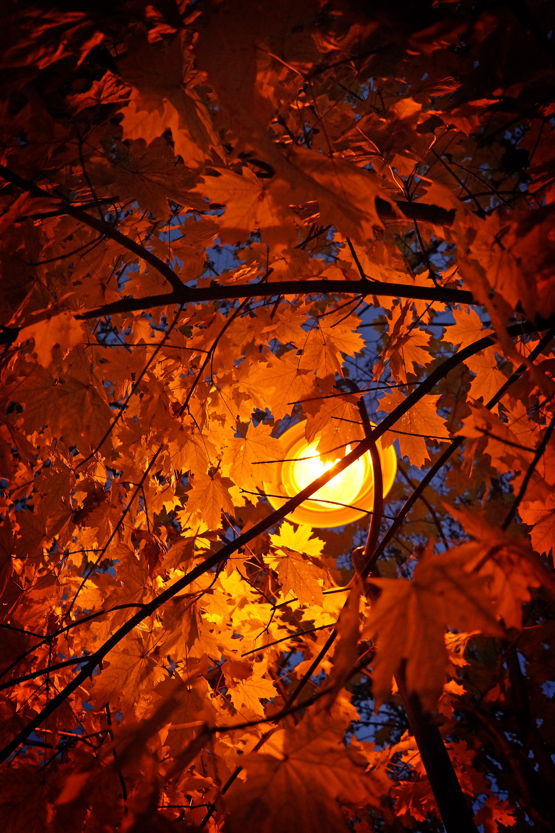 leaf, backgrounds, close-up, plant, orange color, lamplight, tree, plant part, outdoors, full frame, maple leaf, natural condition, autumn leaves, wood, Phone HD Wallpaper