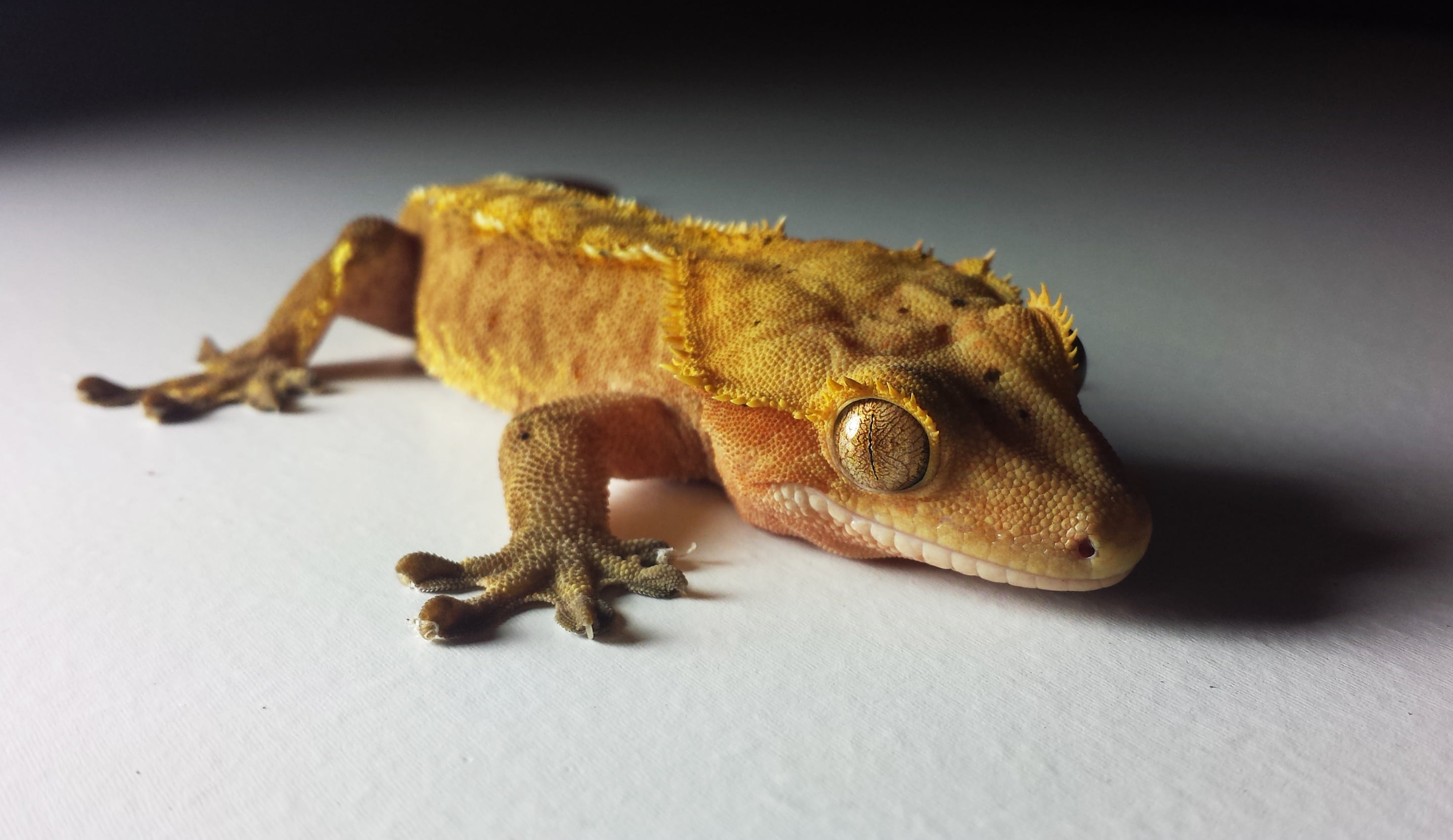 portrait, yellow, lizard, 2K, animals in the wild, animal body part, vertebrate, nature, ciliatus, reptile, crested, one animal, animal scale, exotic, HD Wallpaper