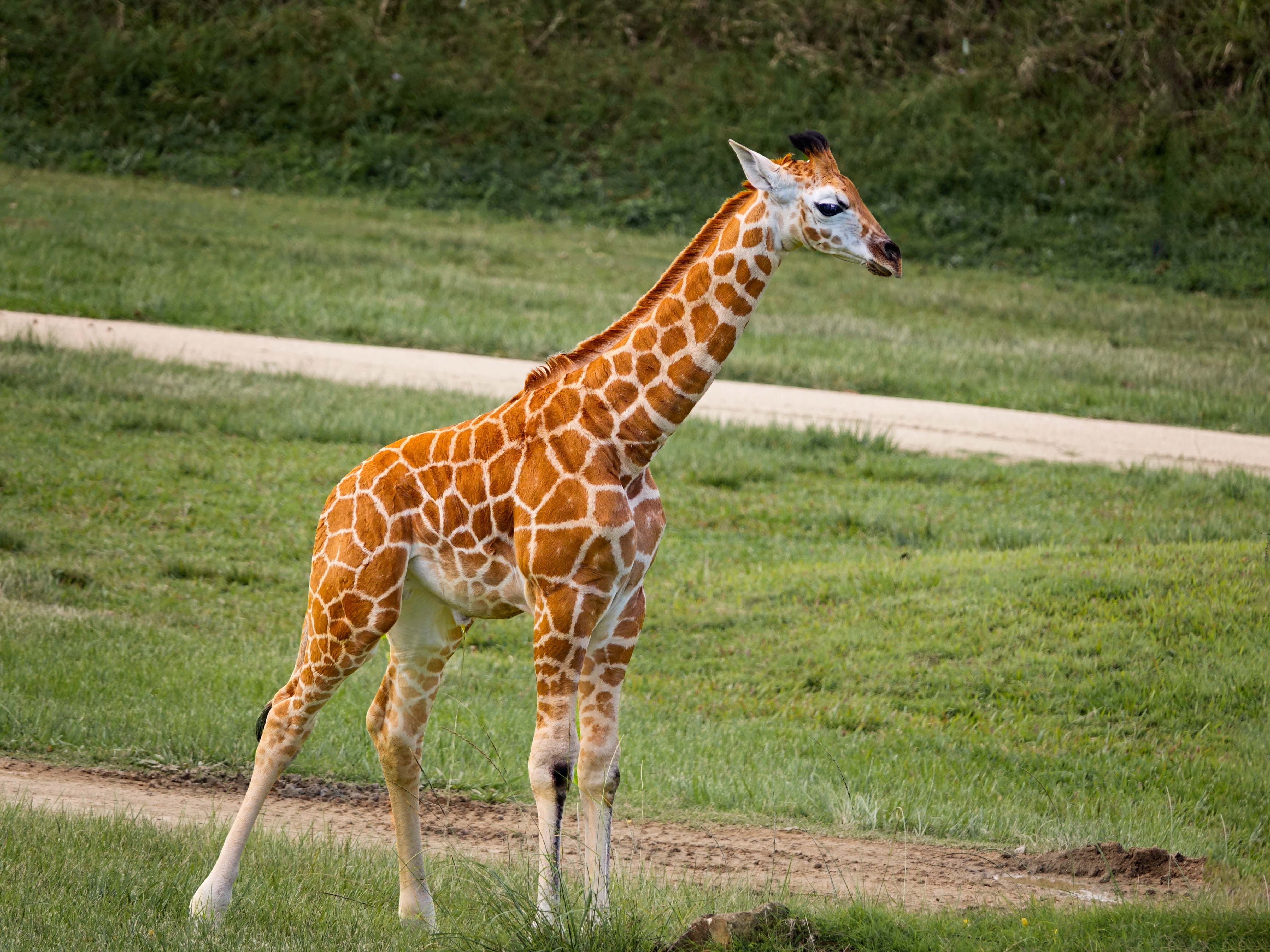 cute, outdoors, animal neck, animal markings, baby, nature, herbivorous, mammal, standing, animal, plant, 4K, calf, one animal, vertebrate, no people, HD Wallpaper