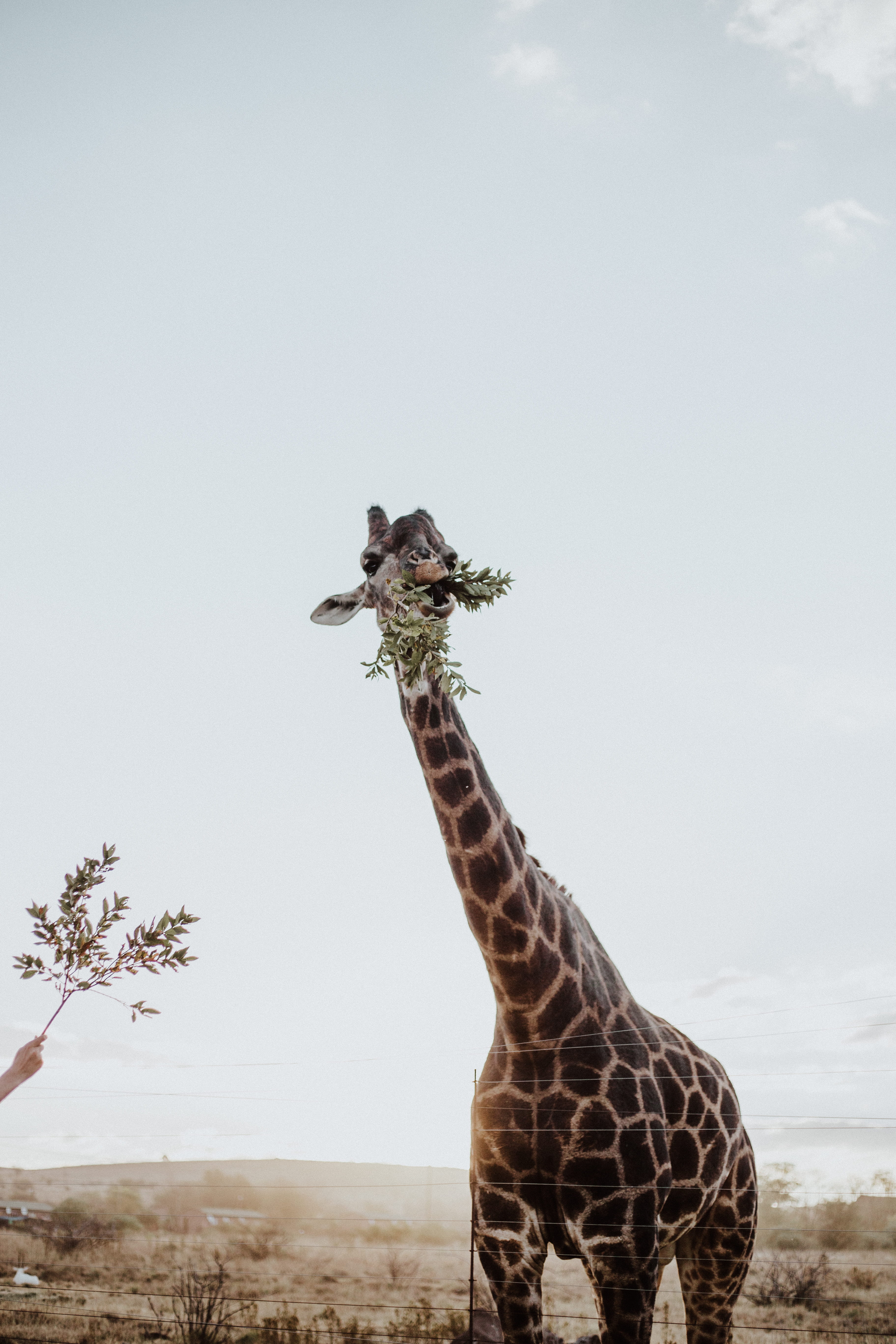 giraffe, snack, herbivorous, meal, 5K, explore, mammal, green, side, plant, land, child, animals in the wild, vertebrate, animal, animal themes, plants, Phone HD Wallpaper
