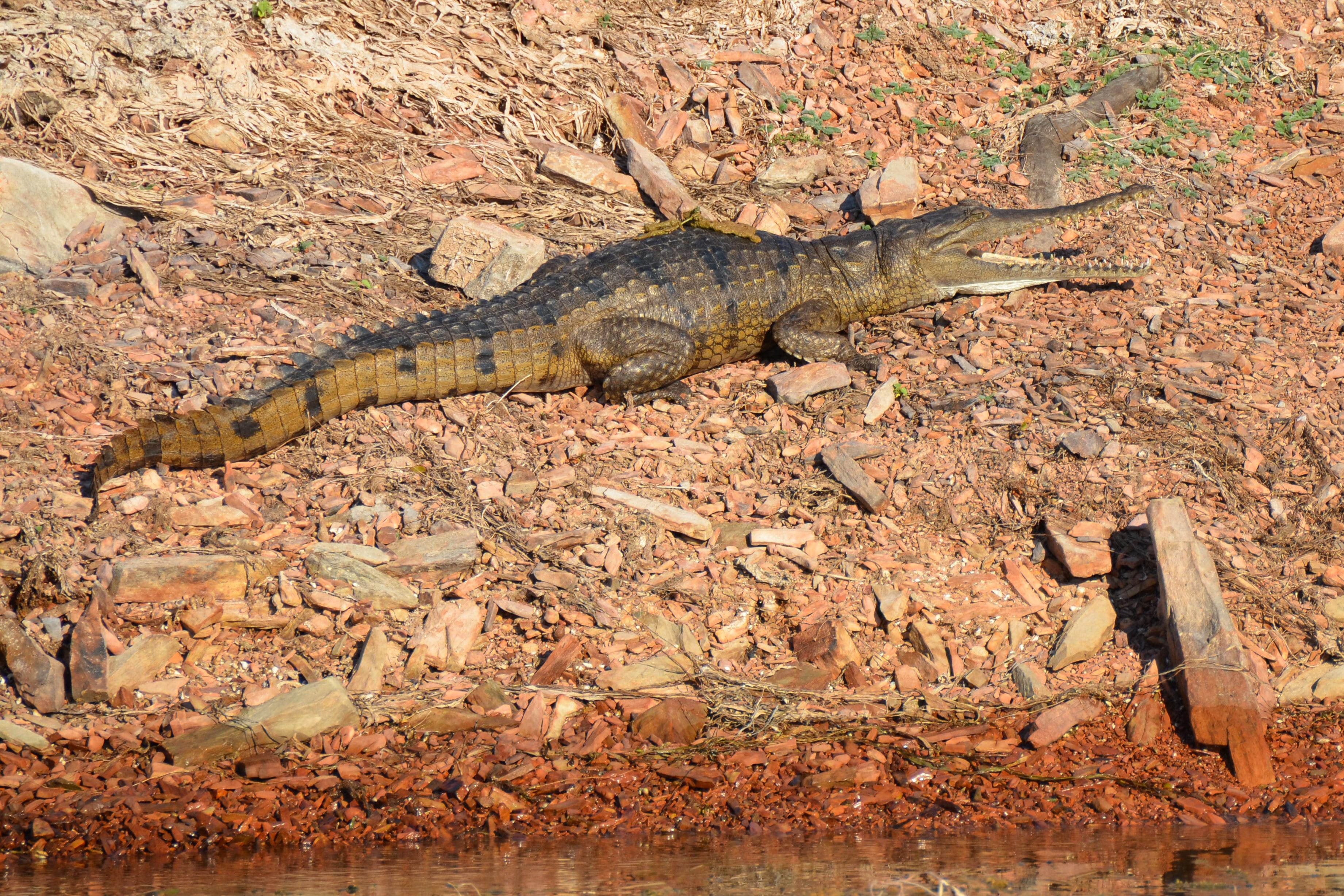 egg-laying, 2K, warning sign, vertebrate, crocodylus johnstoni, day, scales, johnstones crocodile, land, australian, full length, tooth, relaxation, resting, HD Wallpaper