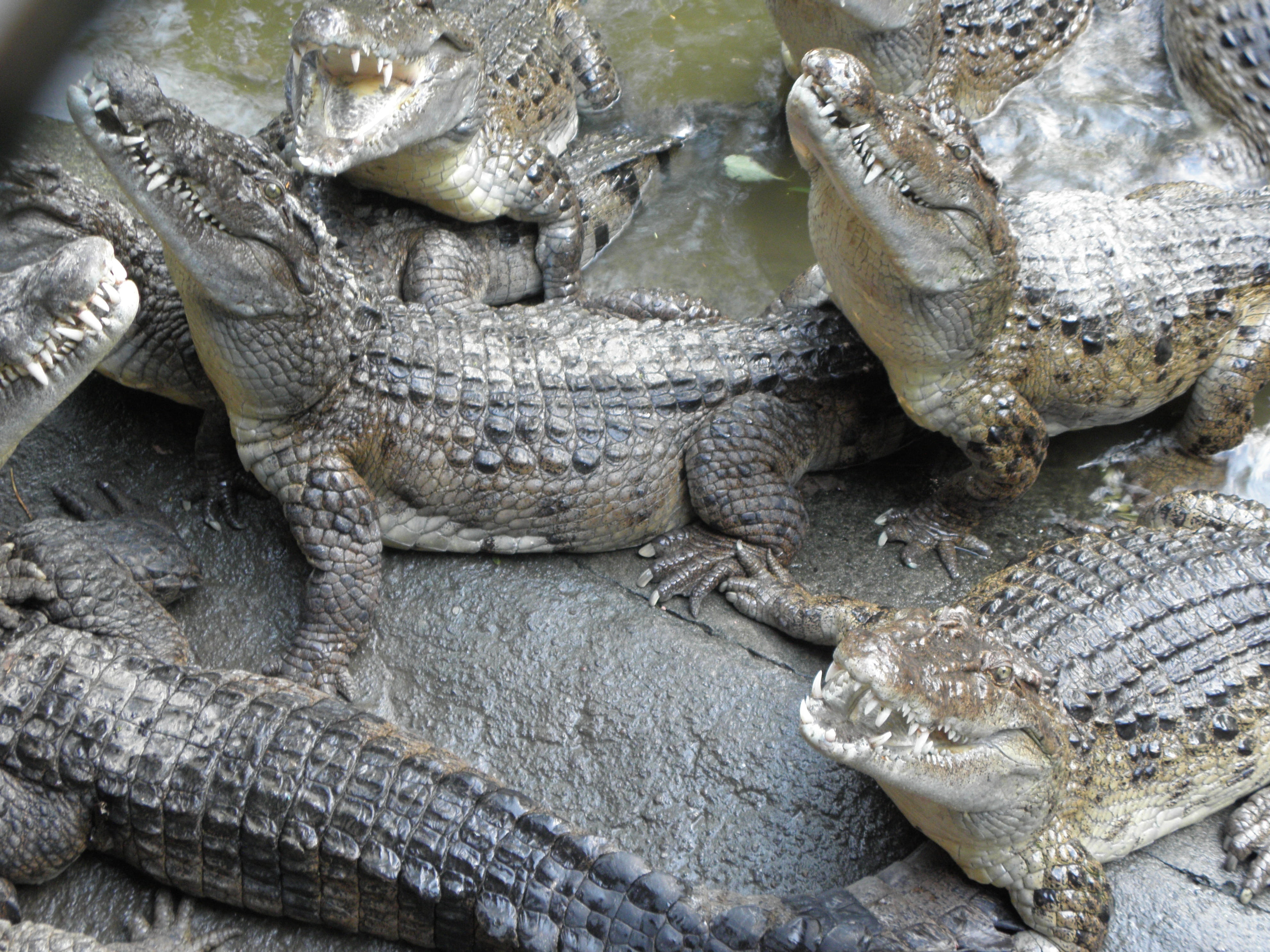 4K, crocodile, crocodylus mindorensis, group of animals, animals in the wild, reptile, no people, nature, animal, outdoors, animal mouth, food, alligator, HD Wallpaper