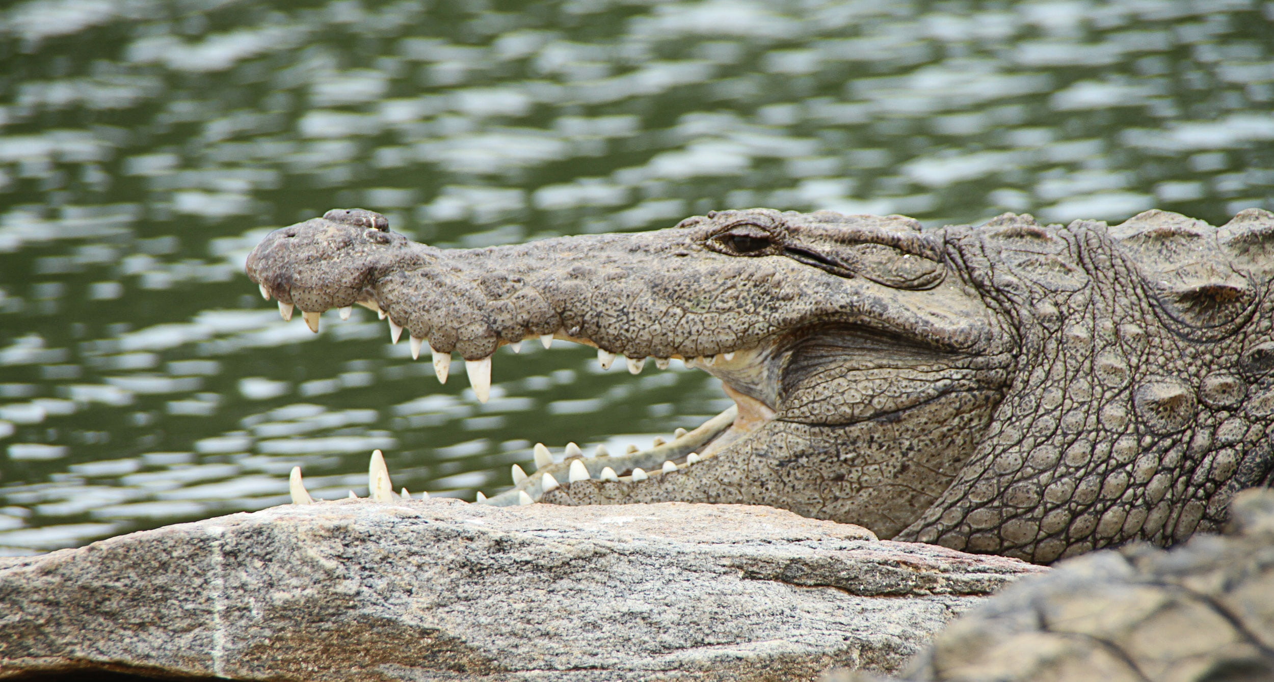 scary, crocodylus porosus, animal wildlife, profile view, one animal, no people, close-up, hungry, evil, animal mouth, tartar, teeth, near, focus on foreground, HD Wallpaper