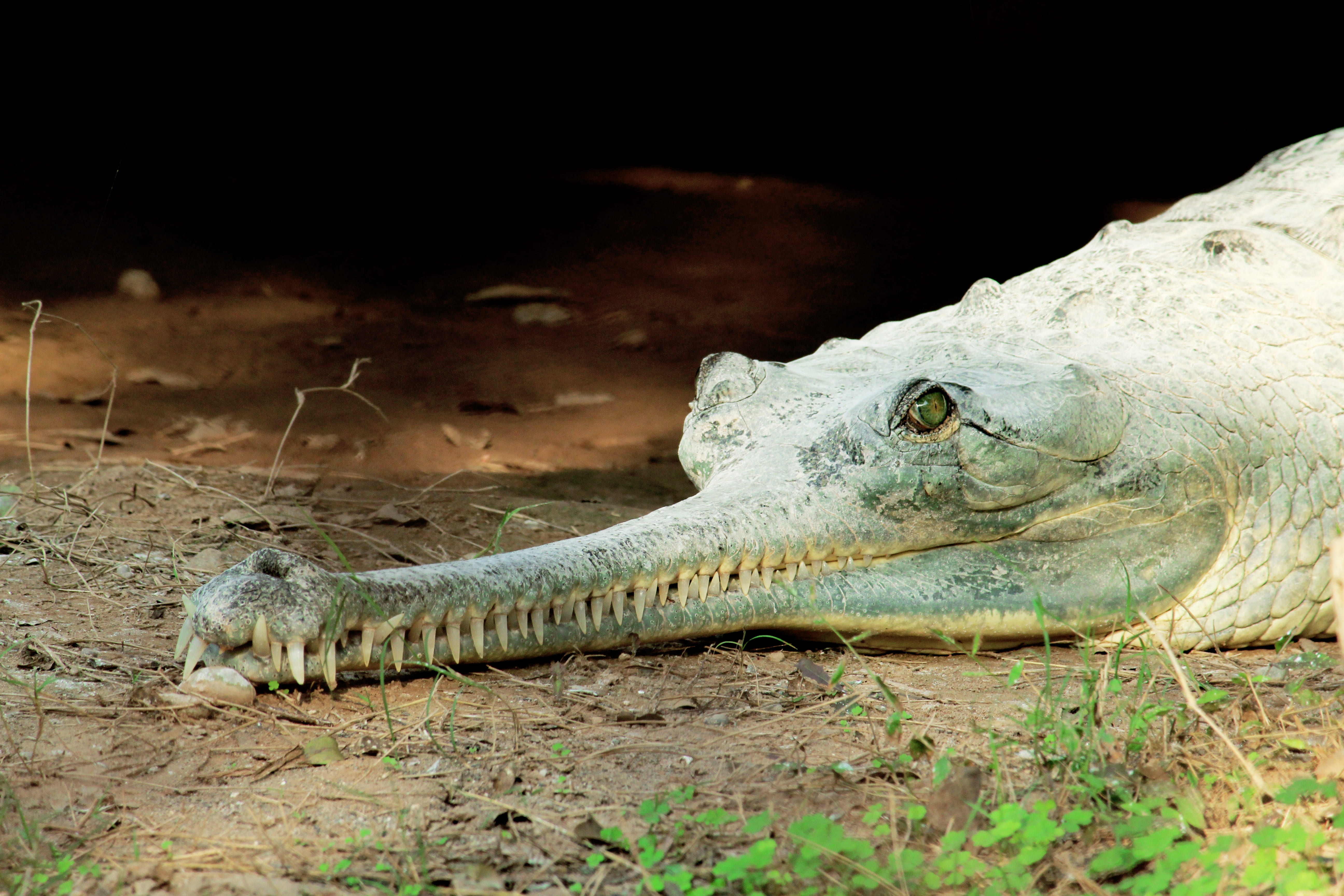 one, nature, tooth, large, mouth, eye, animal, head, color, hunting, animal body part, carnivore, leather, danger, water, teeth, portrait, no people, survival, HD Wallpaper
