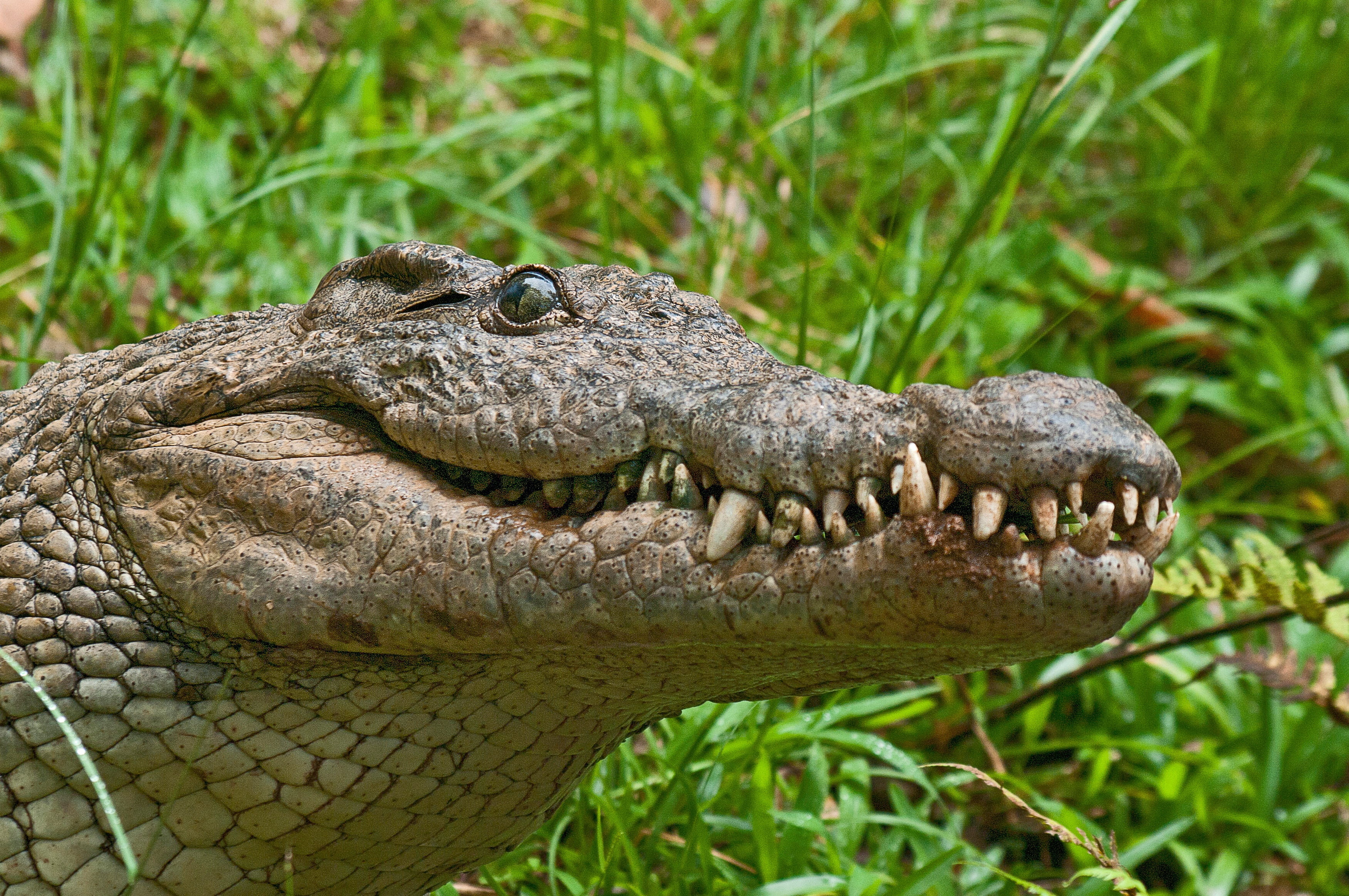 animal head, no people, green, close-up, animal body part, animal themes, madagascar, predator, 2K, alligator, national, animal, animals In The Wild, mouth, HD Wallpaper
