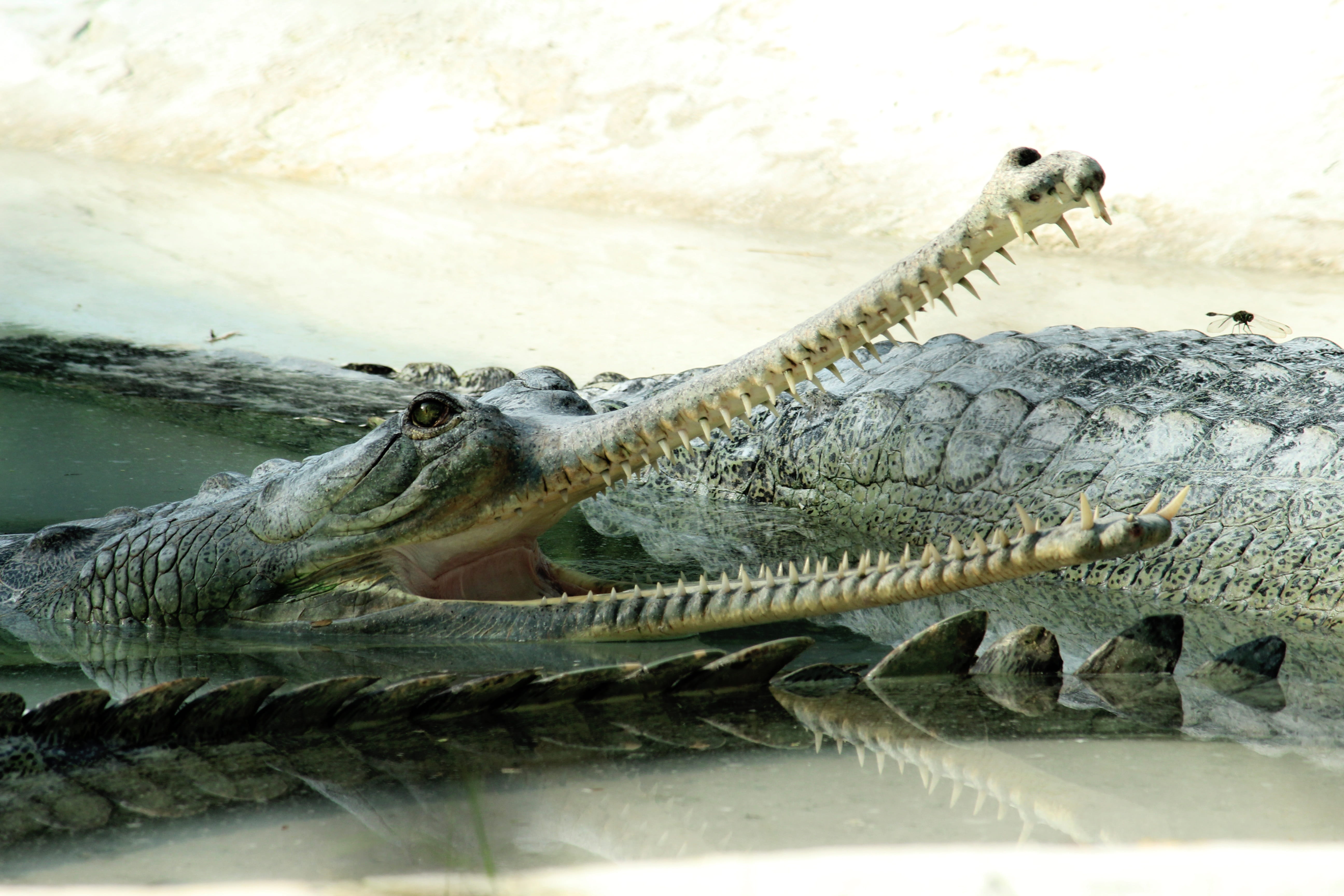 eye, wilderness, aquatic, sea, creature, one, scale, big, leather, vertebrate, day, teeth, color, tropical, animal teeth, iguana, nature, underwater, head, HD Wallpaper