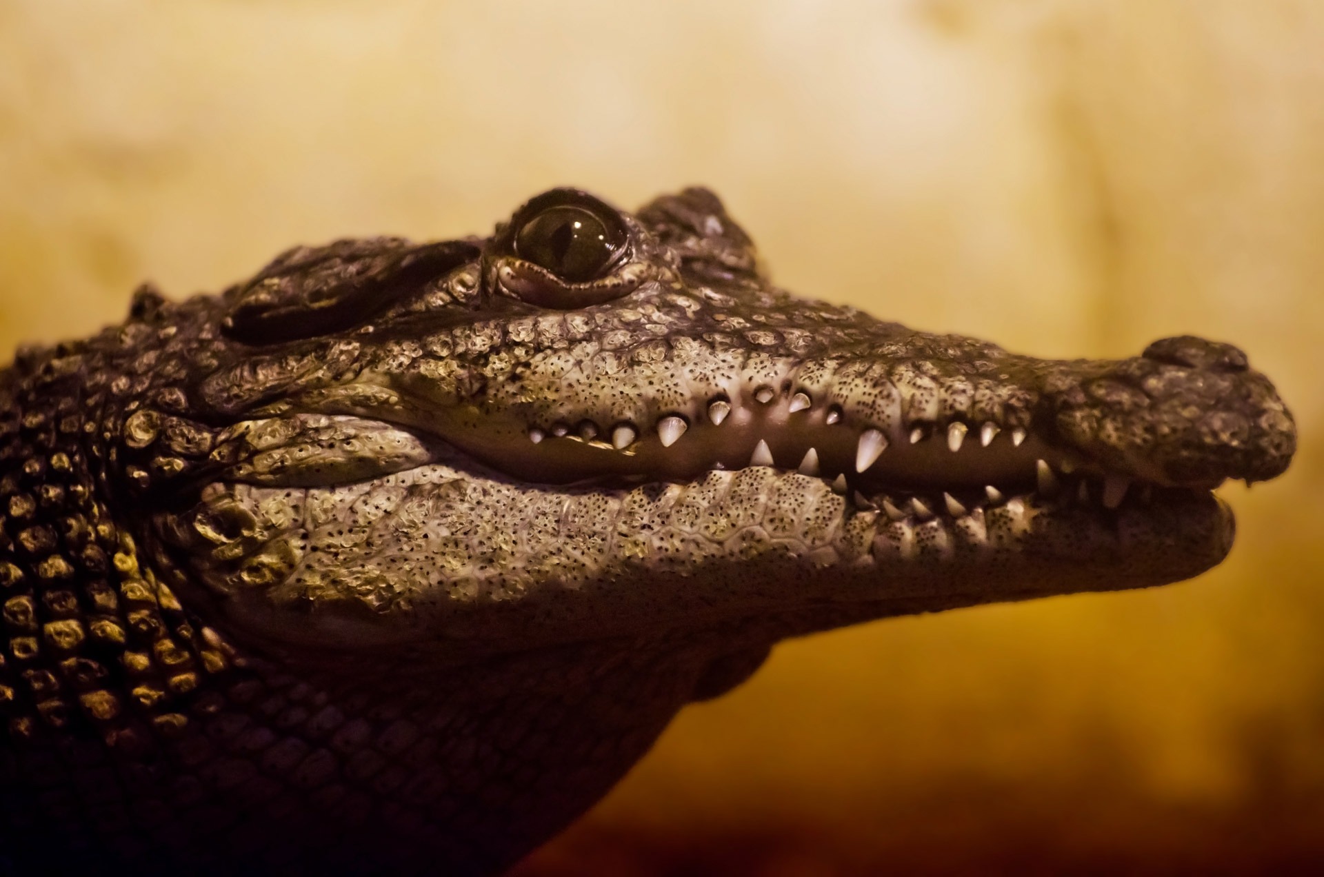 hunter, mouth open, leather, carnivorous, carnivore, focus on foreground, fresh, selective focus, threatened, animal teeth, prehistoric, mouth, crocodilia, HD Wallpaper