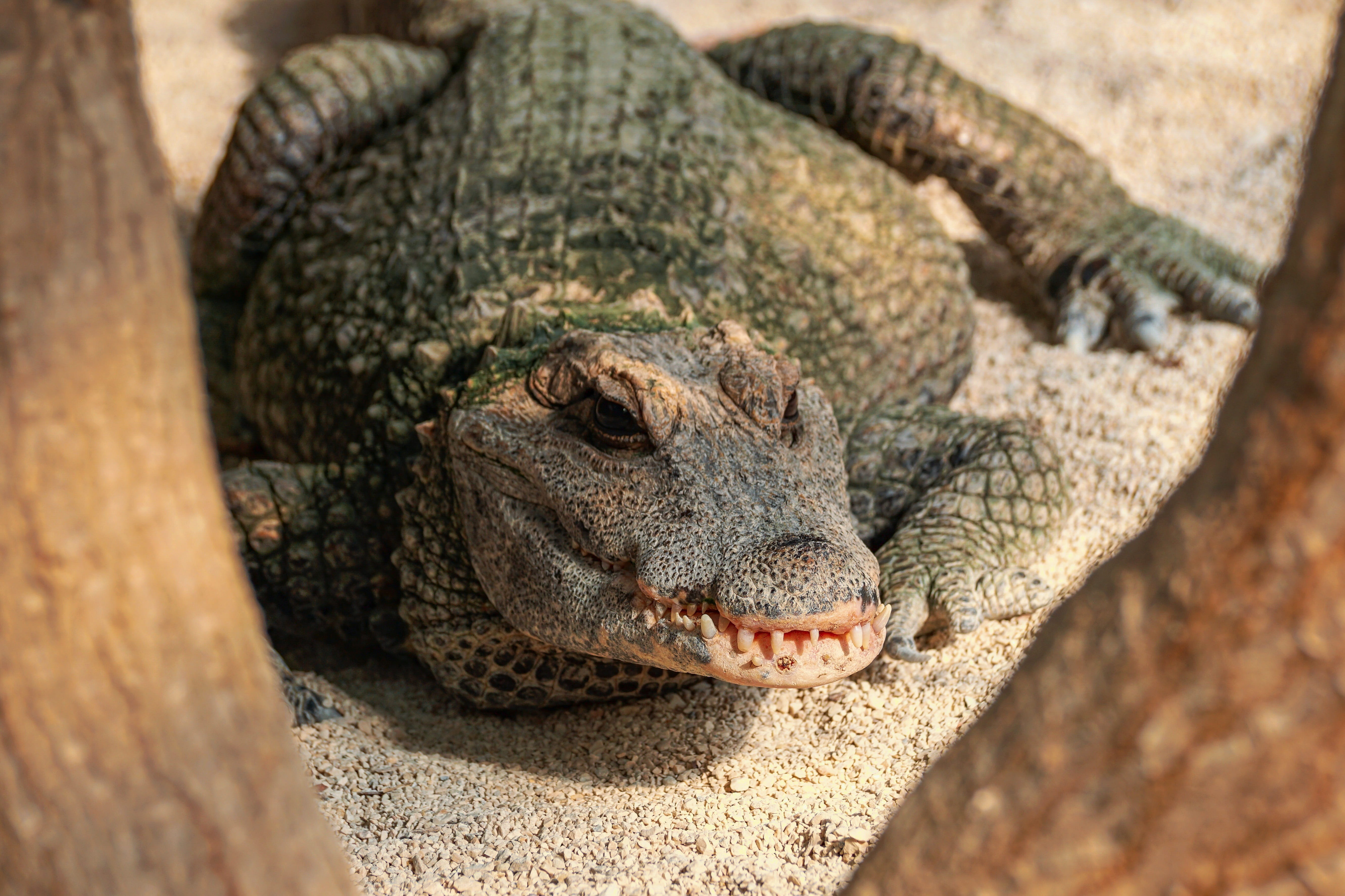 scale, carnivores, animal wildlife, hunter, nature, one animal, outdoors, animal scale, zoo, lizard, animal head, selective focus, 5K, crocodile, land, HD Wallpaper
