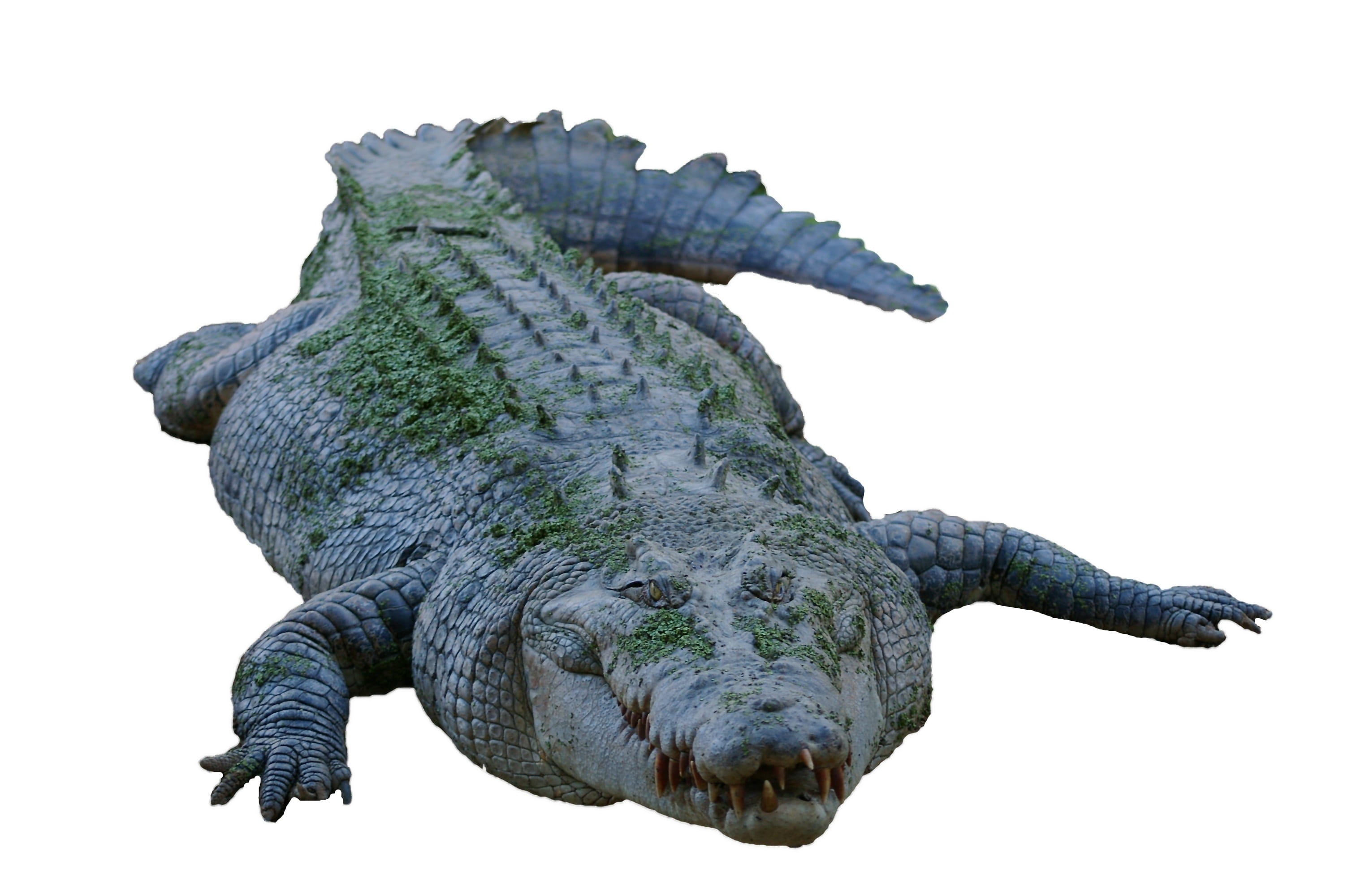 reptile, gray, animal scale, hunter, green, wild animal, animal head, dangerous, predator, copy space, clear sky, animal themes, close-up, 2K, isolated, HD Wallpaper