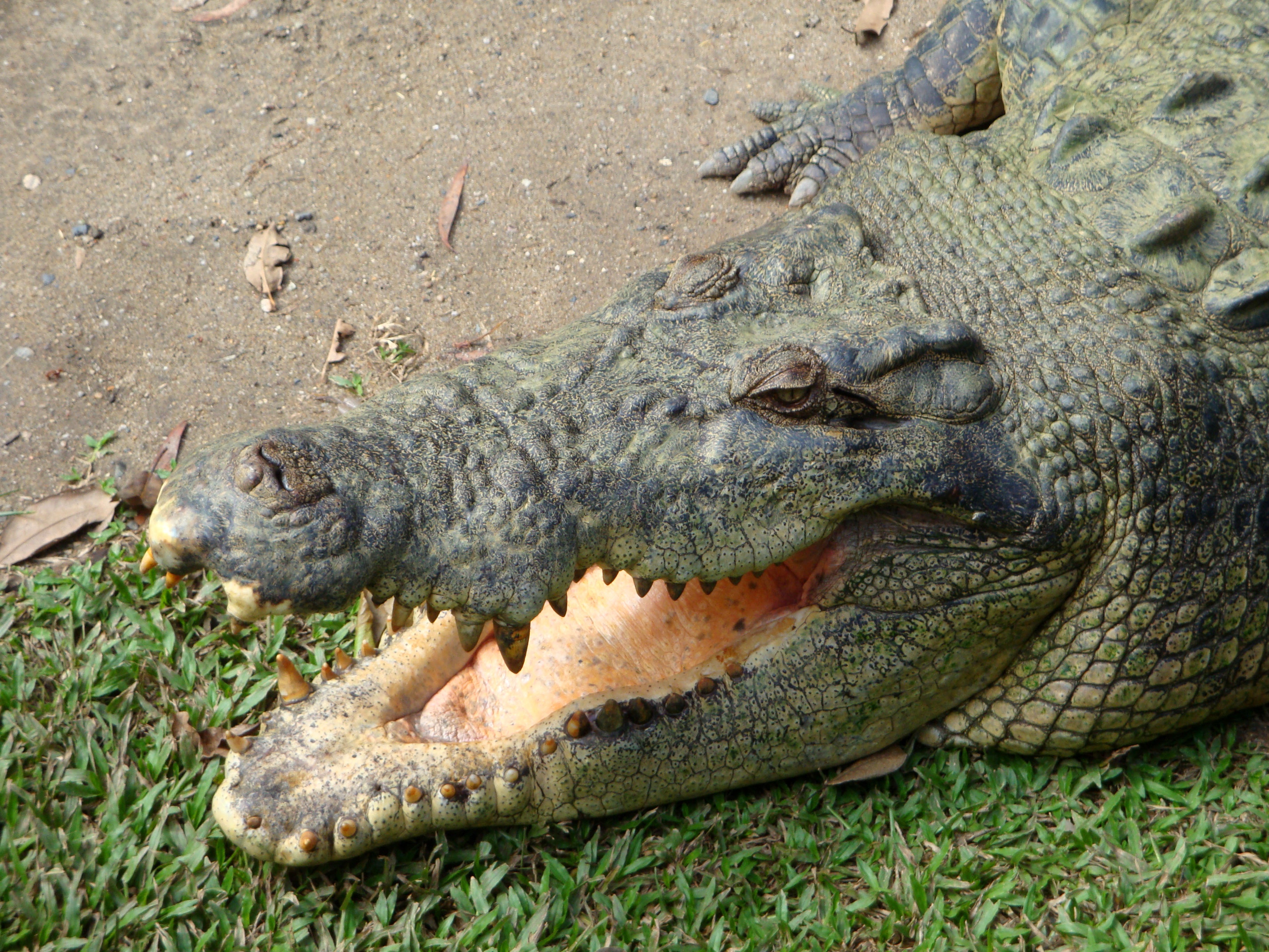 animal world, eat, communication, animal, eye, animals in the wild, land, dangerous, animal mouth, alligator, outdoors, animal teeth, vertebrate, lying down, HD Wallpaper