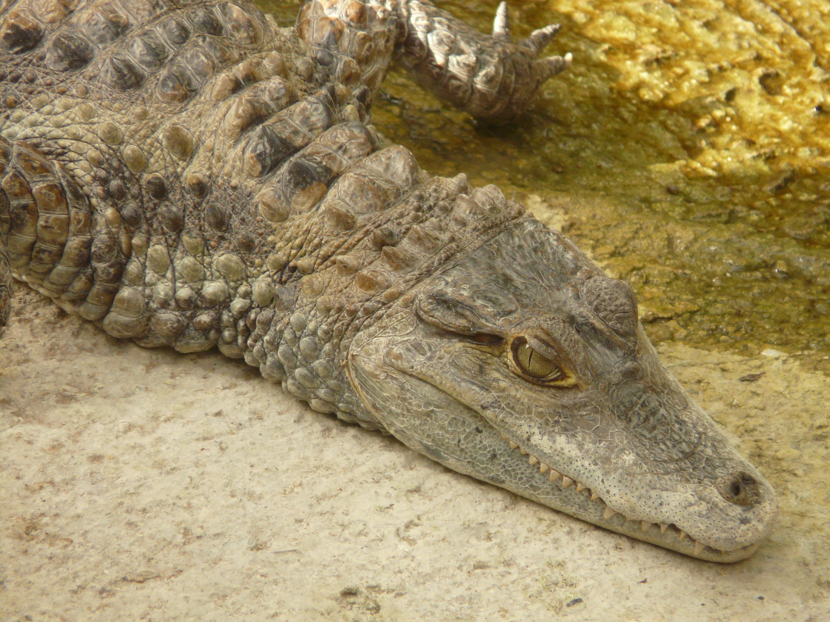 Crocodile, scary, profile view, sign, frightening, animal head, animal, alligatore, one animal, animal themes, animal scale, close-up, animal Mouth, sea, HD Wallpaper