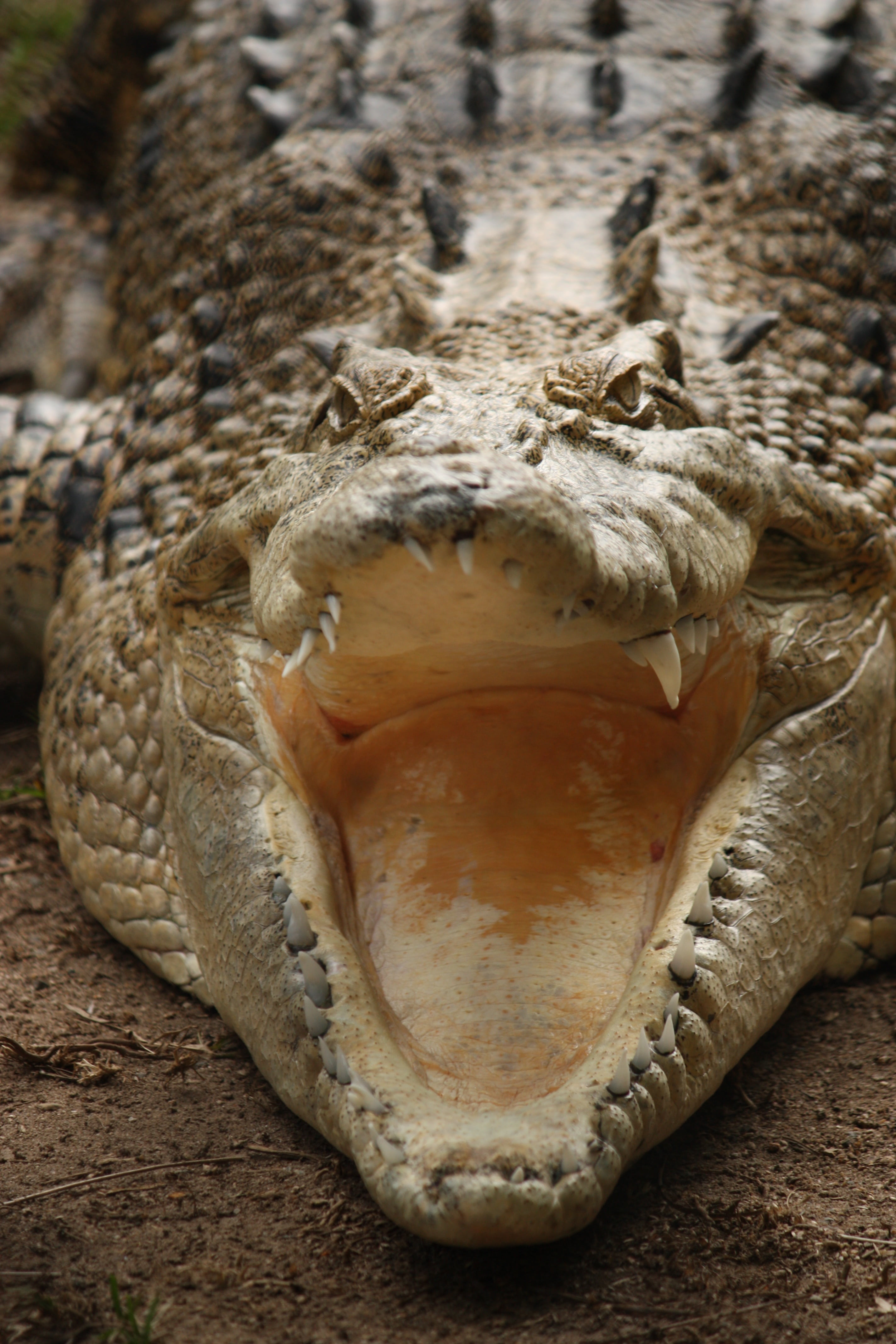 scary, territory, anger, wildlife, predator, tropical, animal body part, tooth, skin, wilderness, vertebrate, teeth, jaws, carnivore, sign, crocodile, danger, Phone HD Wallpaper