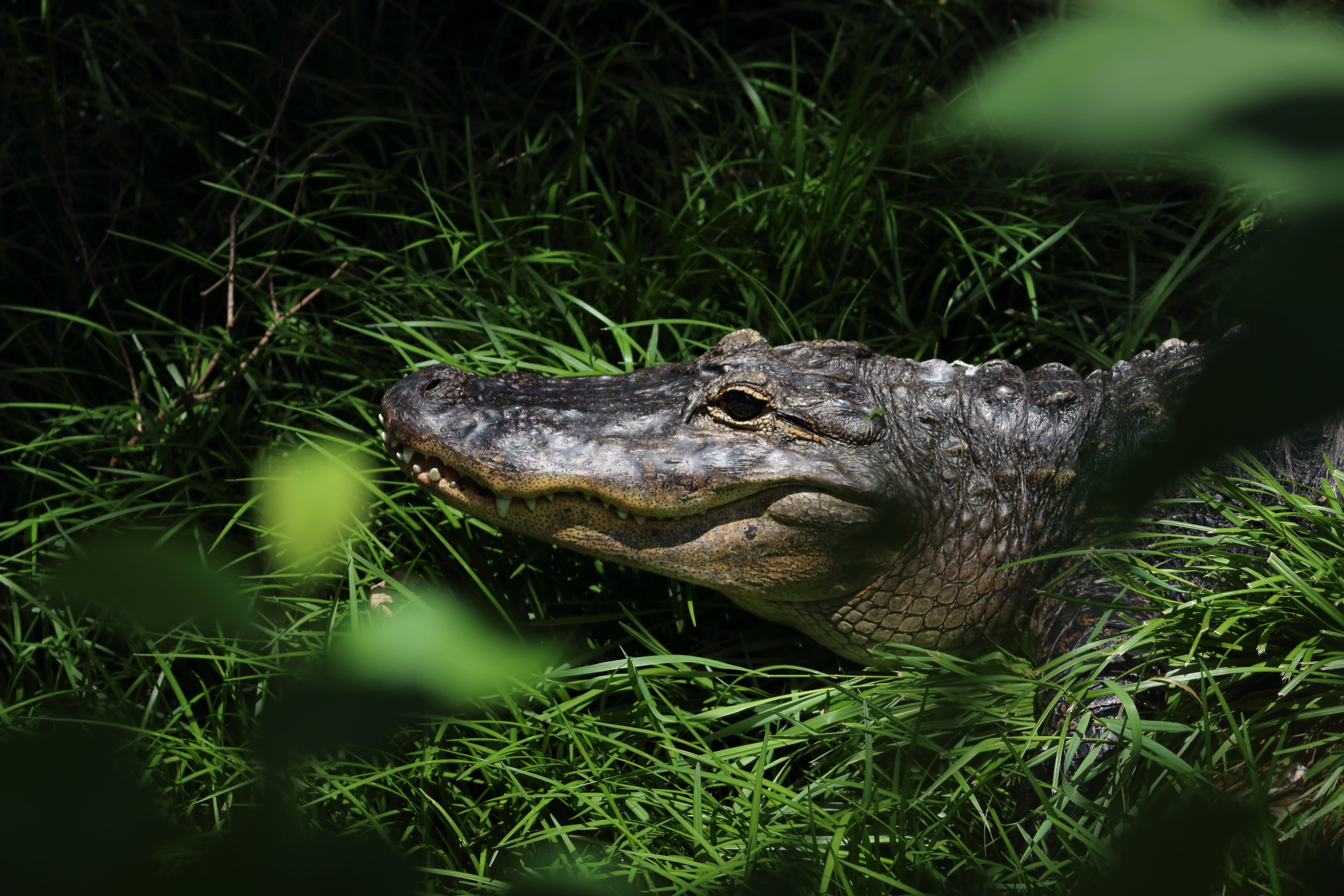 alligator, plant, land, field, swamp, grass, day, nature, animal head, danger, wildlife, animal Teeth, 5K, vertebrate, animal, Crocodile, carnivore, no people, HD Wallpaper