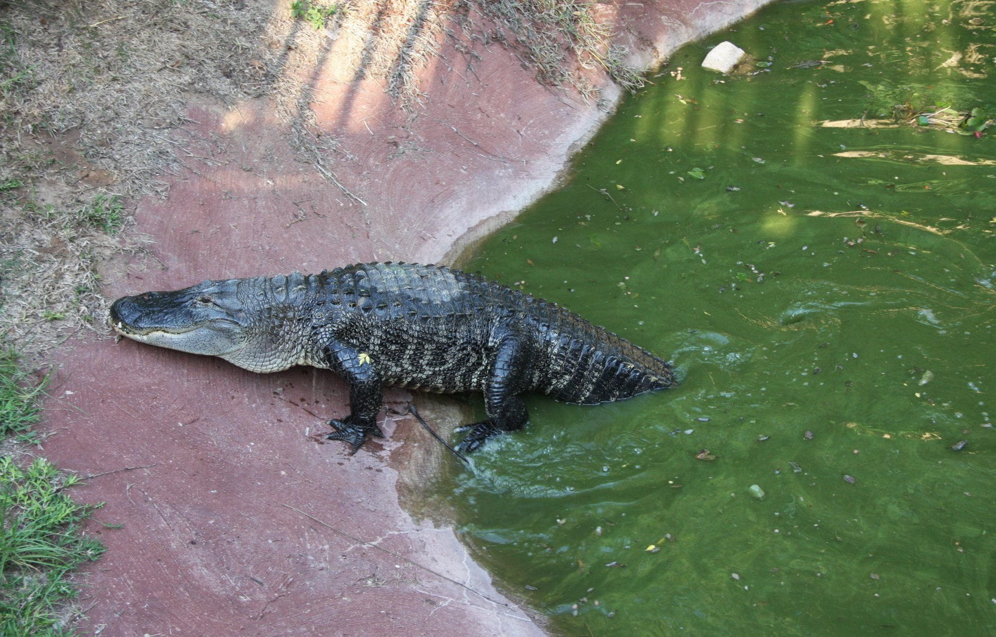 Animal, plant, nature, lake, gator, animals In The Wild, leather, danger, Wildlife, jaws, hunter, vertebrate, powerful, habitat, day, big, lizard, dangerous, HD Wallpaper