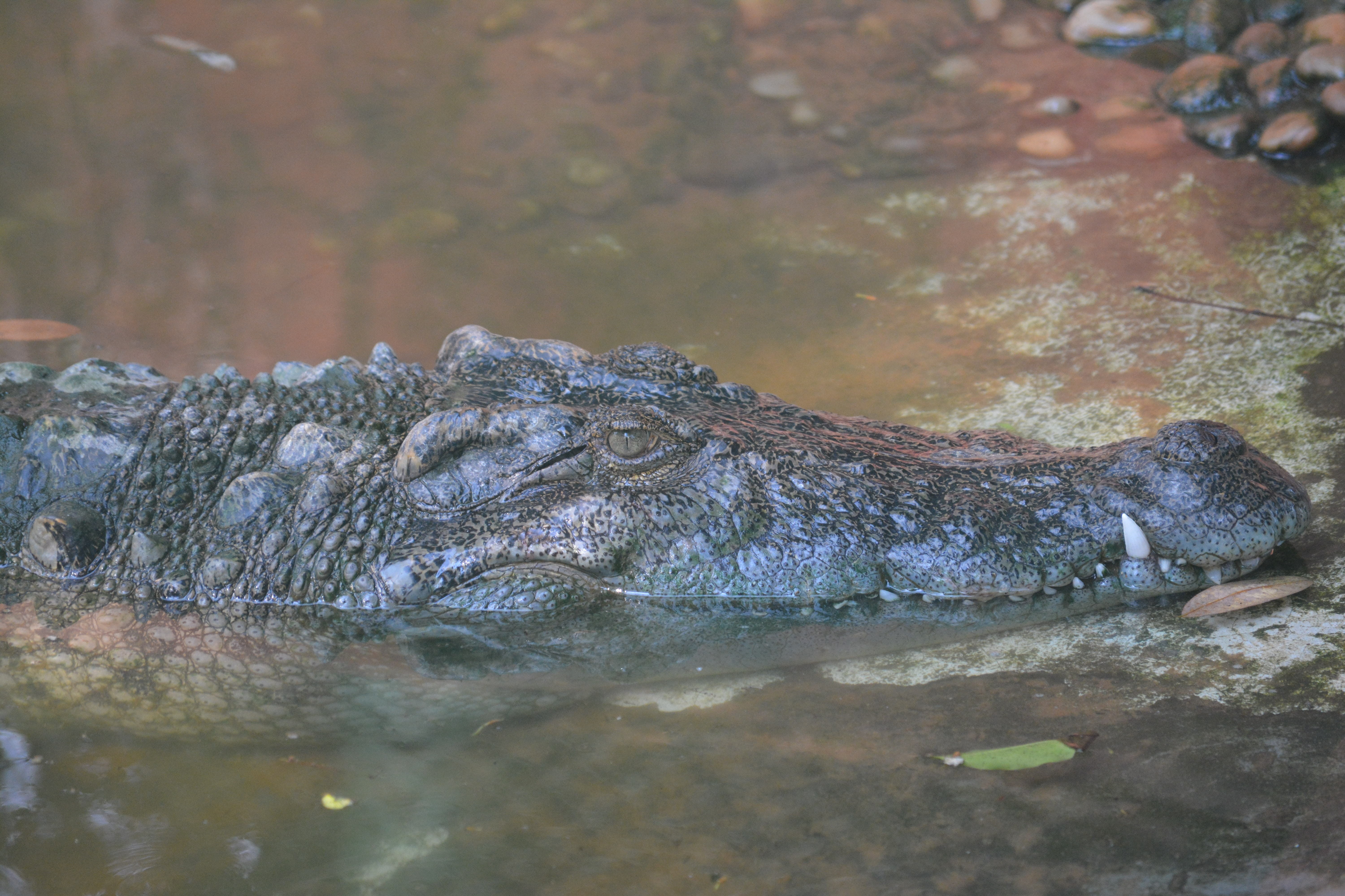 alligator, 5K, nature, zoo, animal body part, lake, animal wildlife, animal themes, animal, water, no people, day, one animal, vertebrate, close-up, swamp, HD Wallpaper