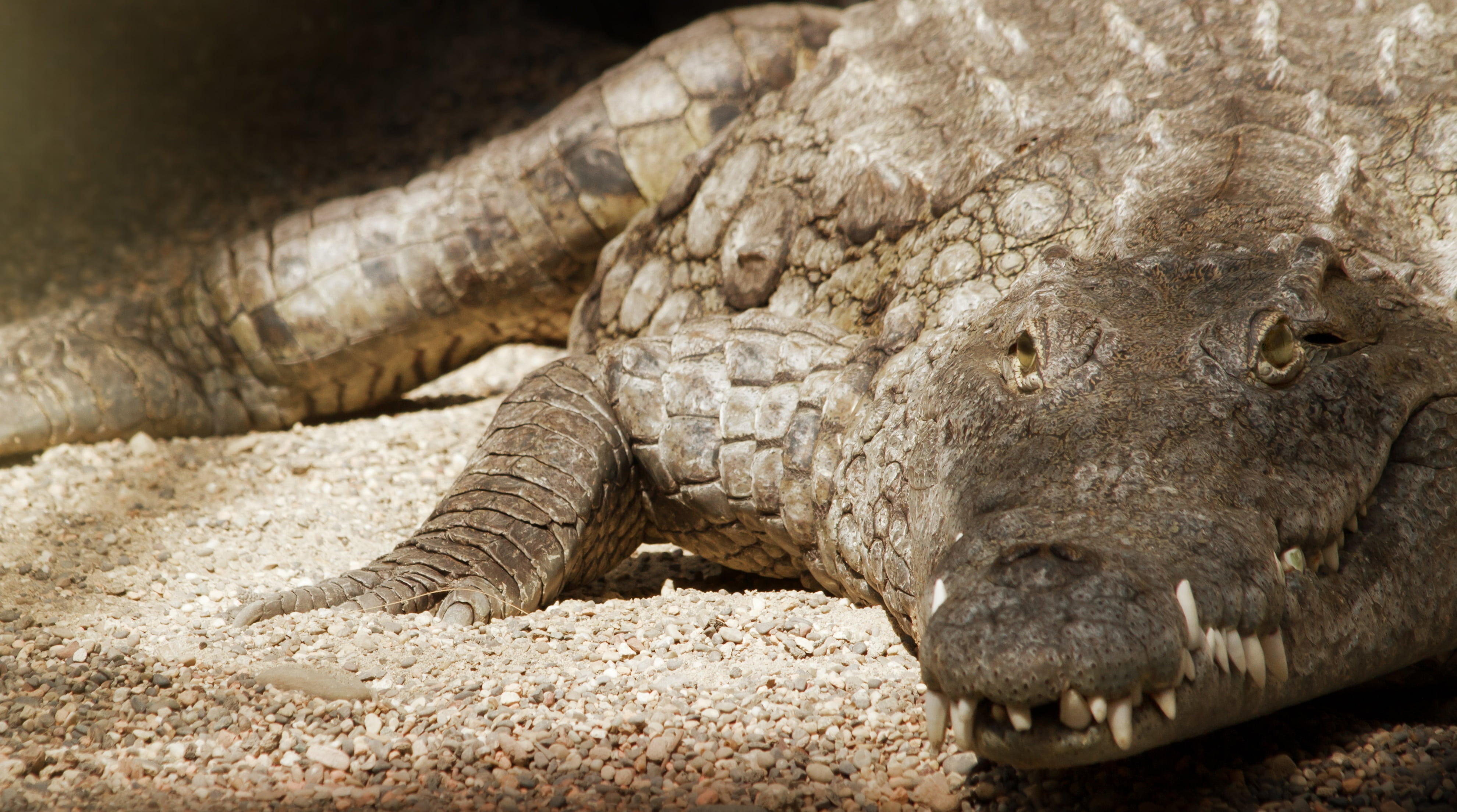 vertebrate, one animal, animal body part, sign, animal, 4K, white, nature, head, mouth open, crocodile, reptile, relaxation, dangerous, eye, lying, alligator, HD Wallpaper