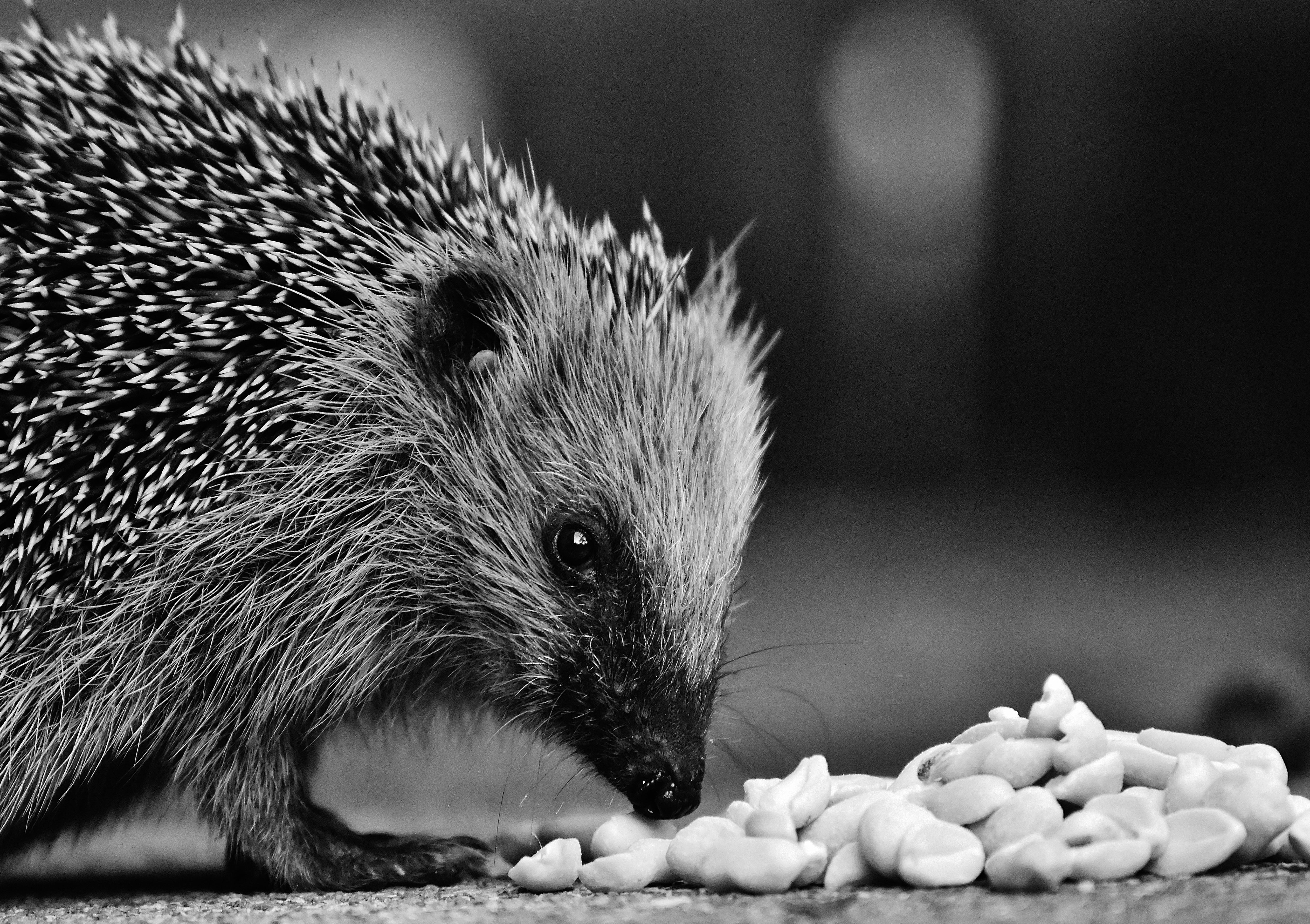 garden, hedgehog, mammal, day, hannah, 5K, eating, no people, prickly, one animal, selective focus, animal, animal world, indoors, meal, nocturnal, crepuscular, HD Wallpaper