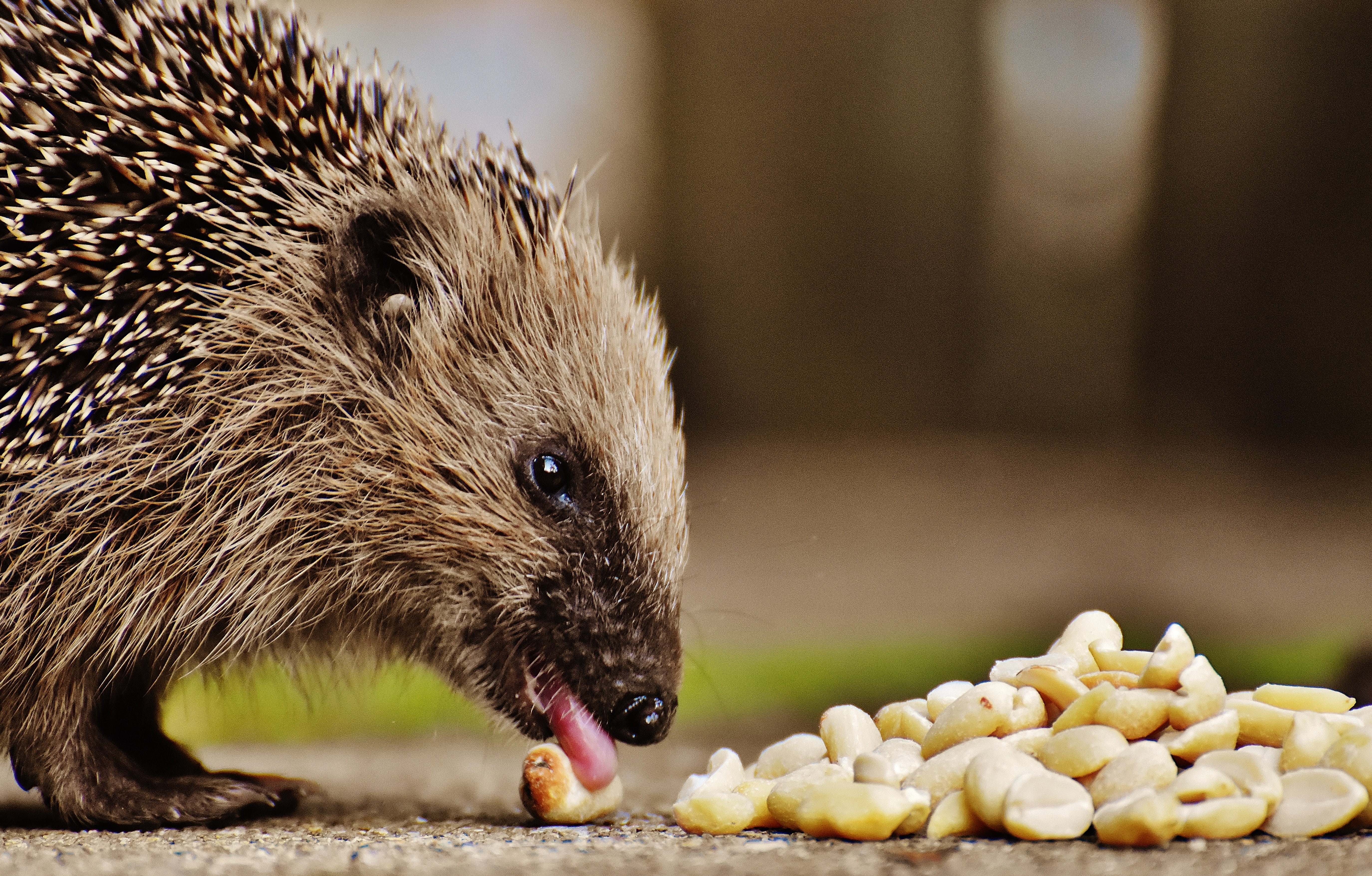 no people, prickly, animals in the wild, nut, outdoors, cute, animal wildlife, autumn, focus on foreground, mammal, one animal, day, hedgehog child, young hedgehog, HD Wallpaper