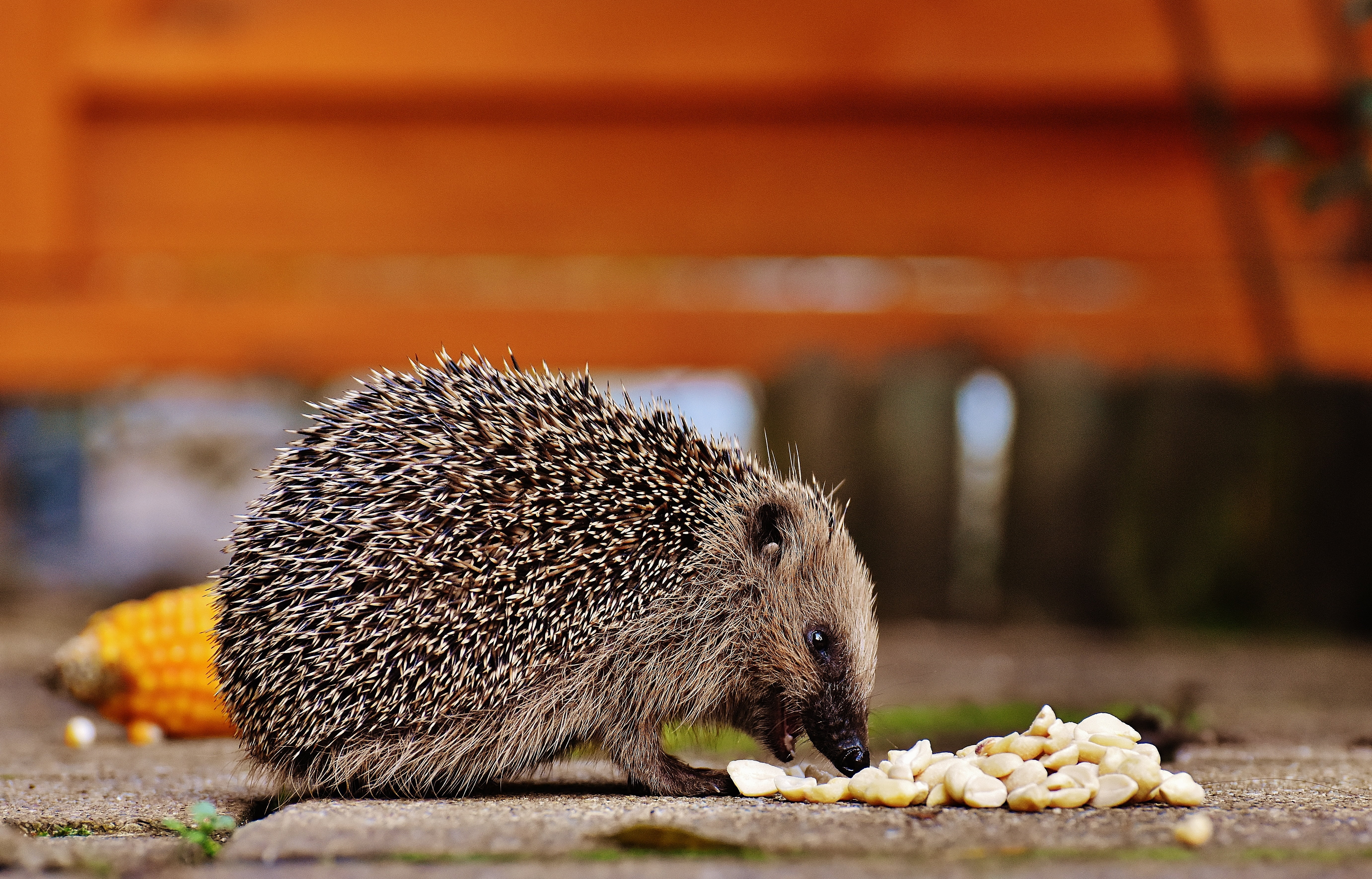animal wildlife, no people, food, young hedgehog, meal, close-up, hedgehog, outdoors, crepuscular, nocturnal, animal world, animals in the wild, mammal, HD Wallpaper