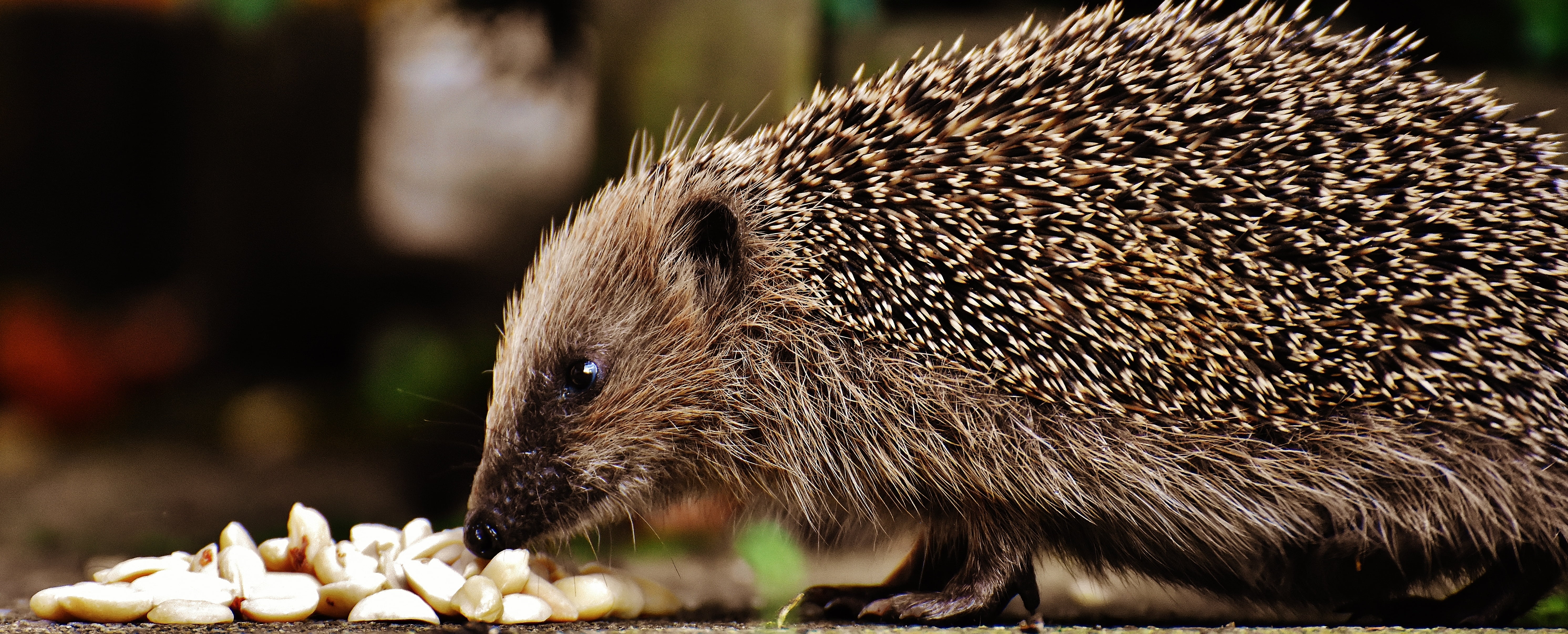 food, autumn, animal themes, side view, animal body part, spiked, one animal, foraging, mammal, animals in the wild, hair, profile view, nocturnal, cute, HD Wallpaper
