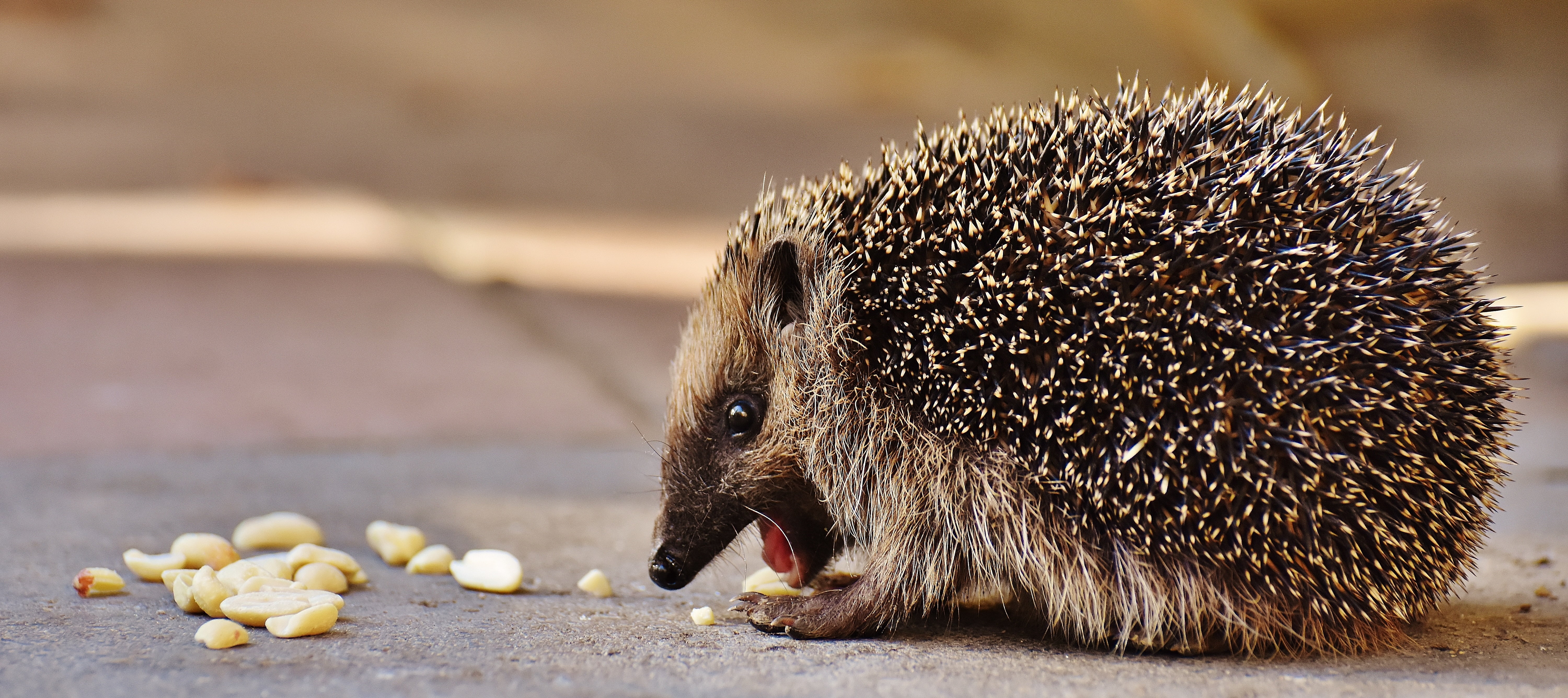 healthy eating, food, rodent, hedgehog, food and drink, close-up, crepuscular, choco, cute, foraging, hannah, nature, hog, nocturnal, mammal, feeding, focus on foreground, HD Wallpaper