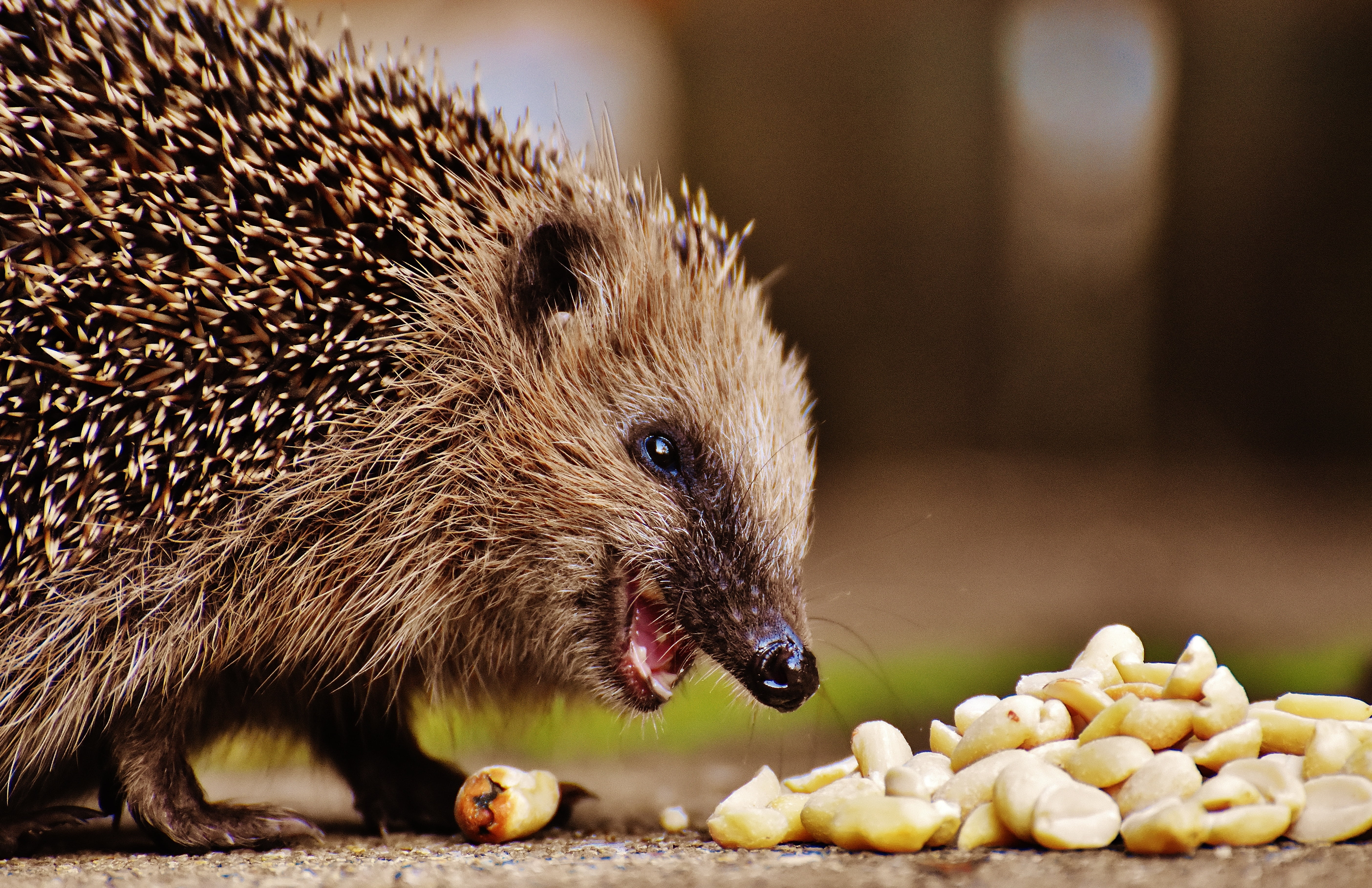 animals in the wild, feeding, young hedgehog, garden, nocturnal, nut, outdoors, close-up, animal themes, meal, autumn, focus on foreground, mammal, hannah, HD Wallpaper