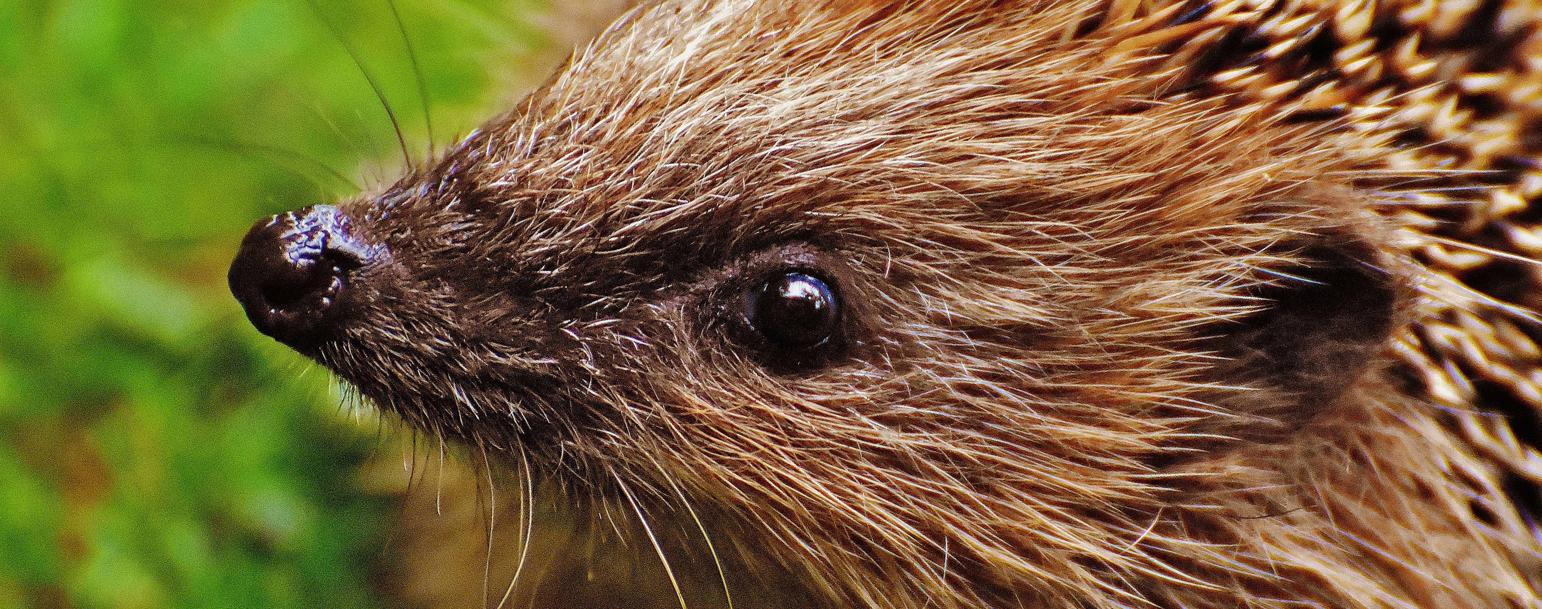 autumn, animal world, vertebrate, young hedgehog, hannah, mammal, animal, animal wildlife, hair, looking, hedgehog, no people, one animal, animal eye, small, HD Wallpaper